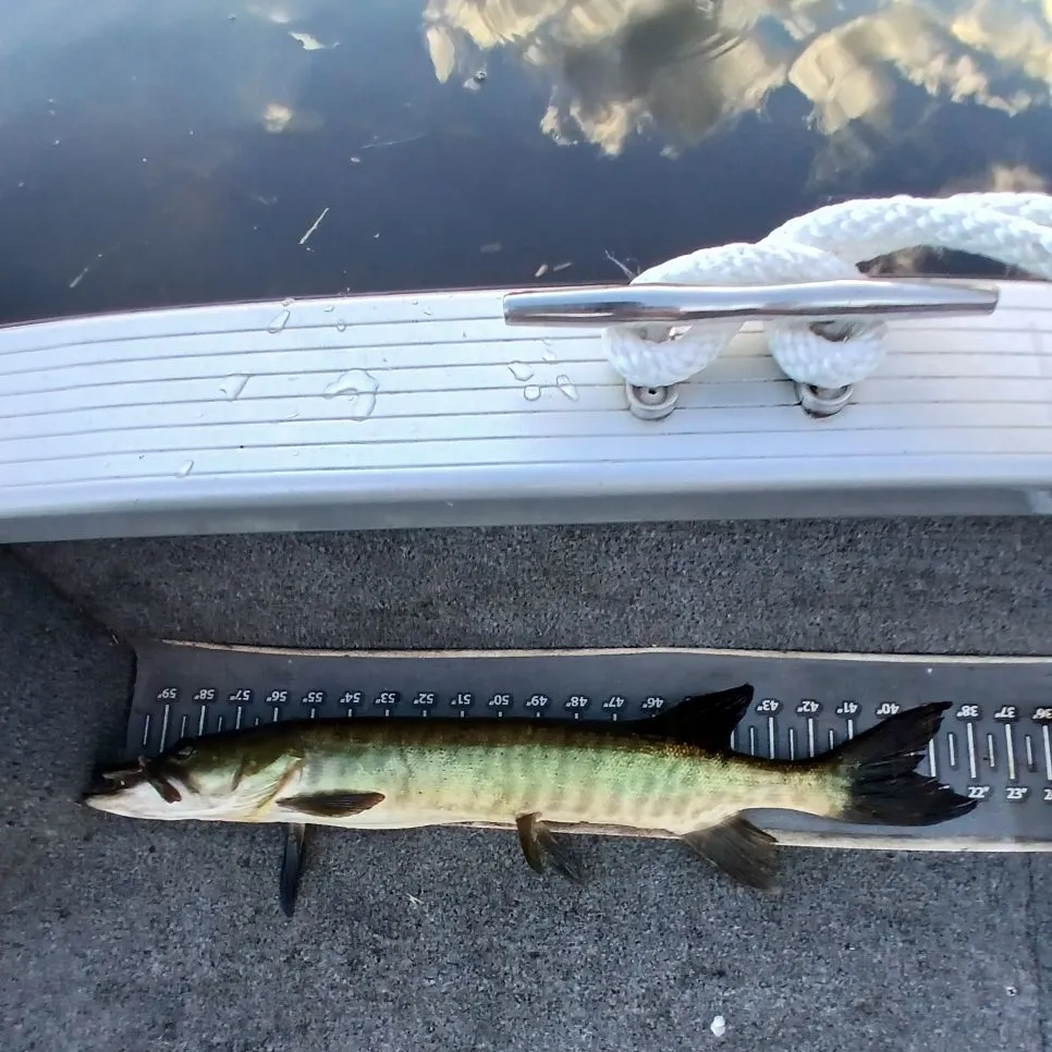 The most recent Muskellunge catches on Fishbrain