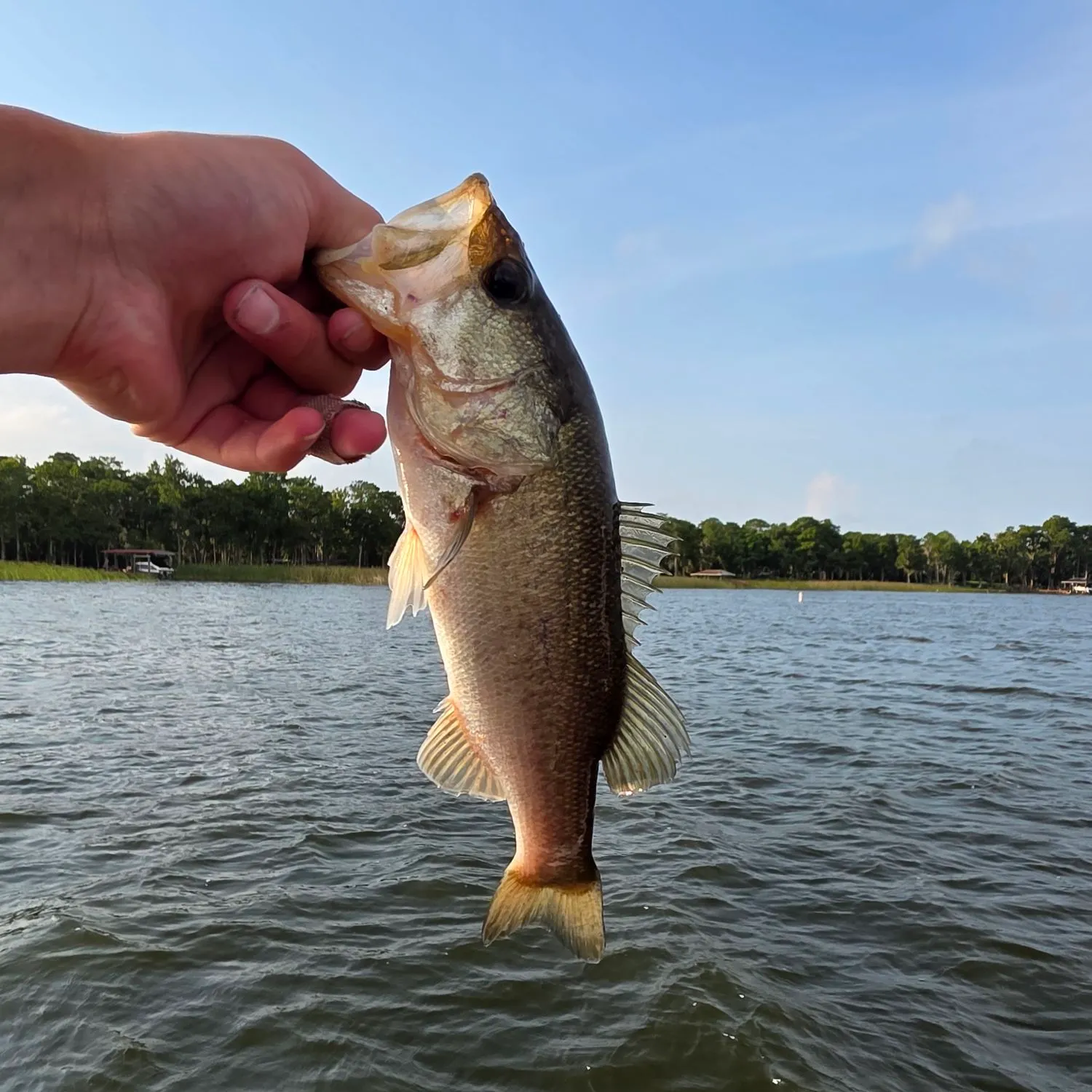 The most recent Florida bass catches on Fishbrain