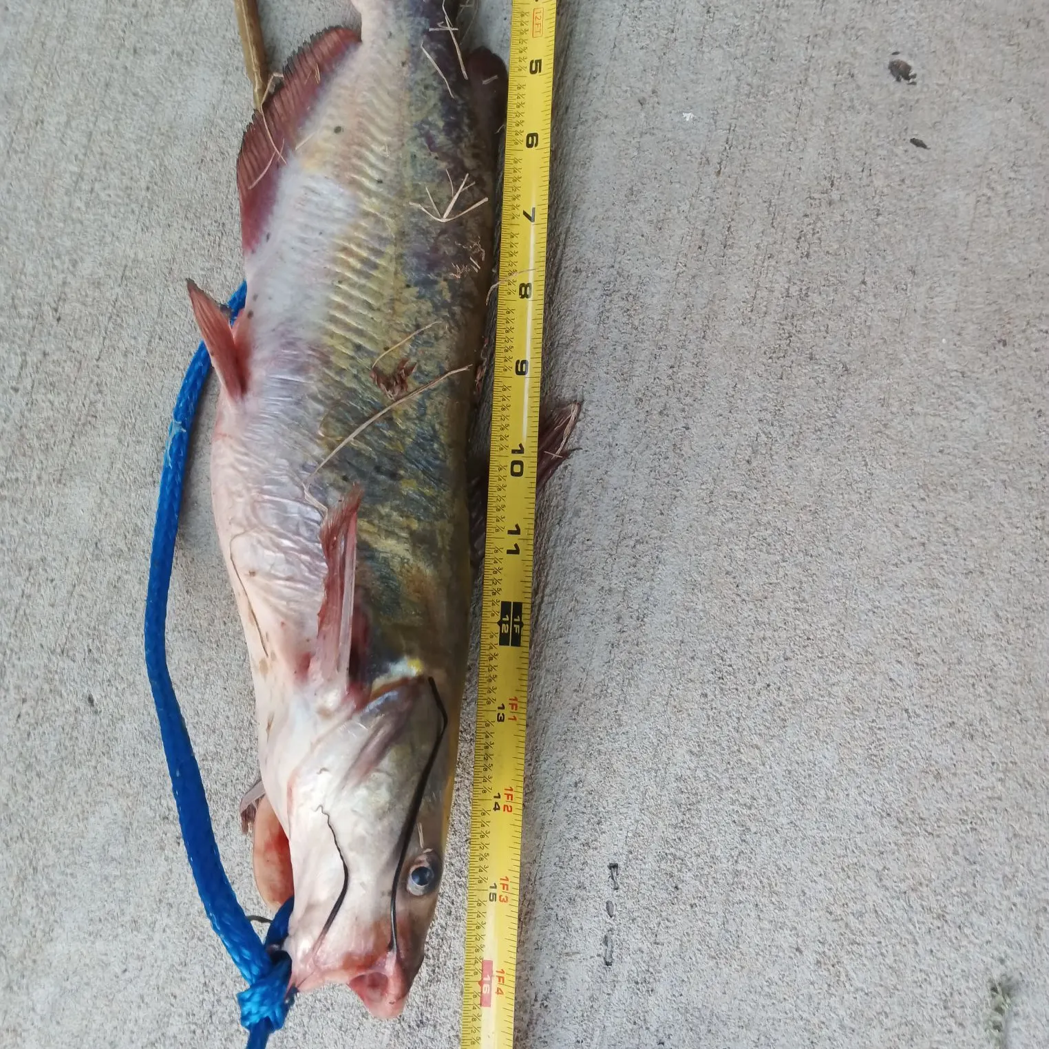Channel catfish caught on Fishbrain
