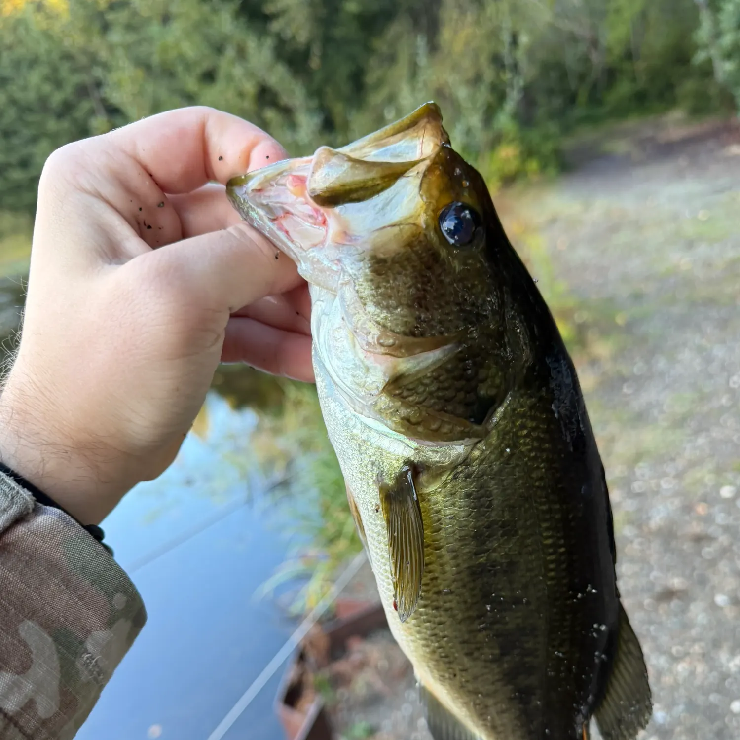 Largemouth bass caught on Fishbrain