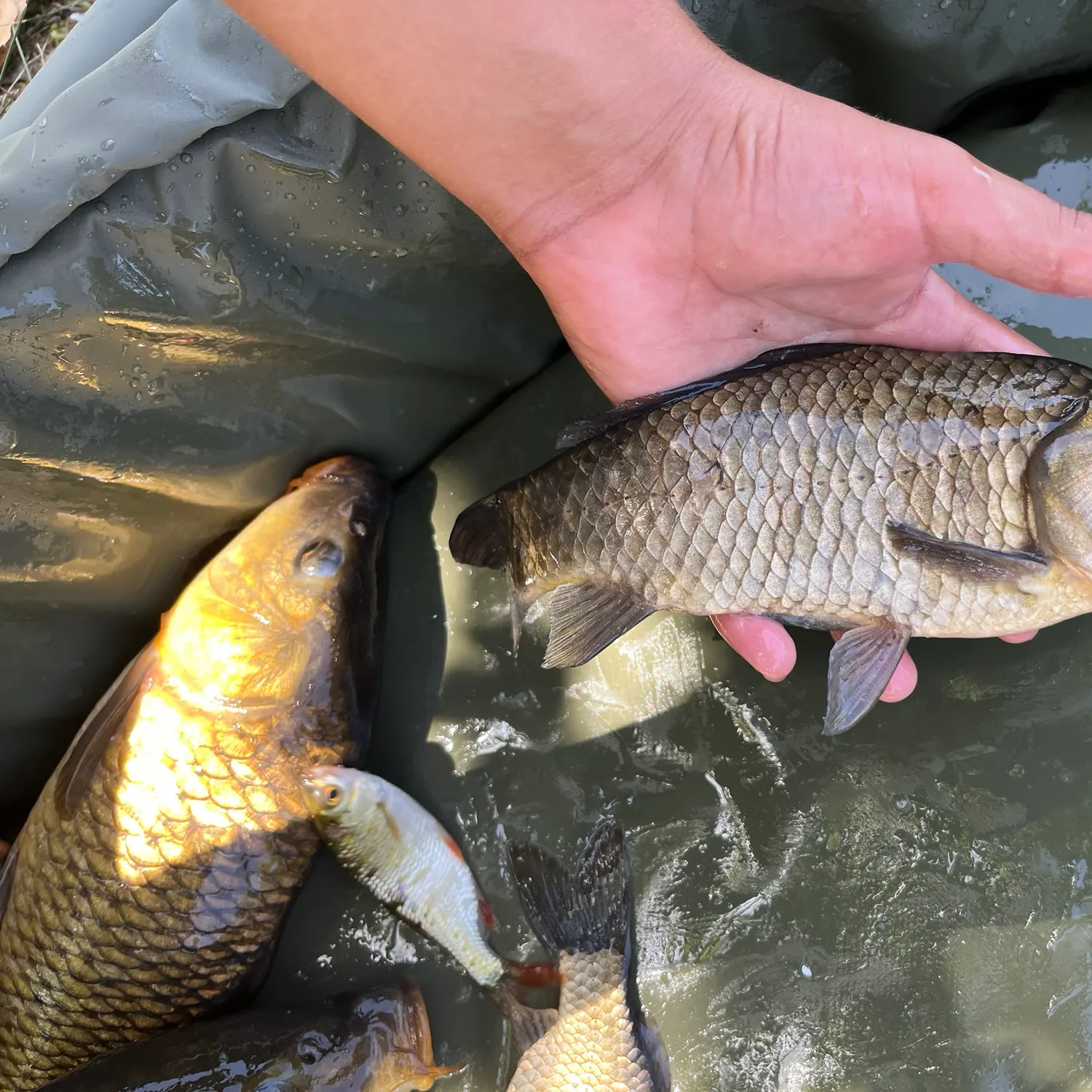 The most recent Crucian carp catches on Fishbrain