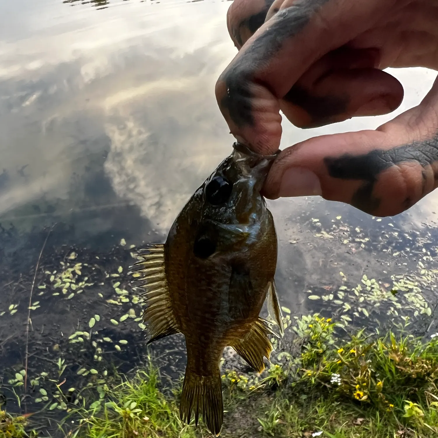 Green sunfish caught on Fishbrain