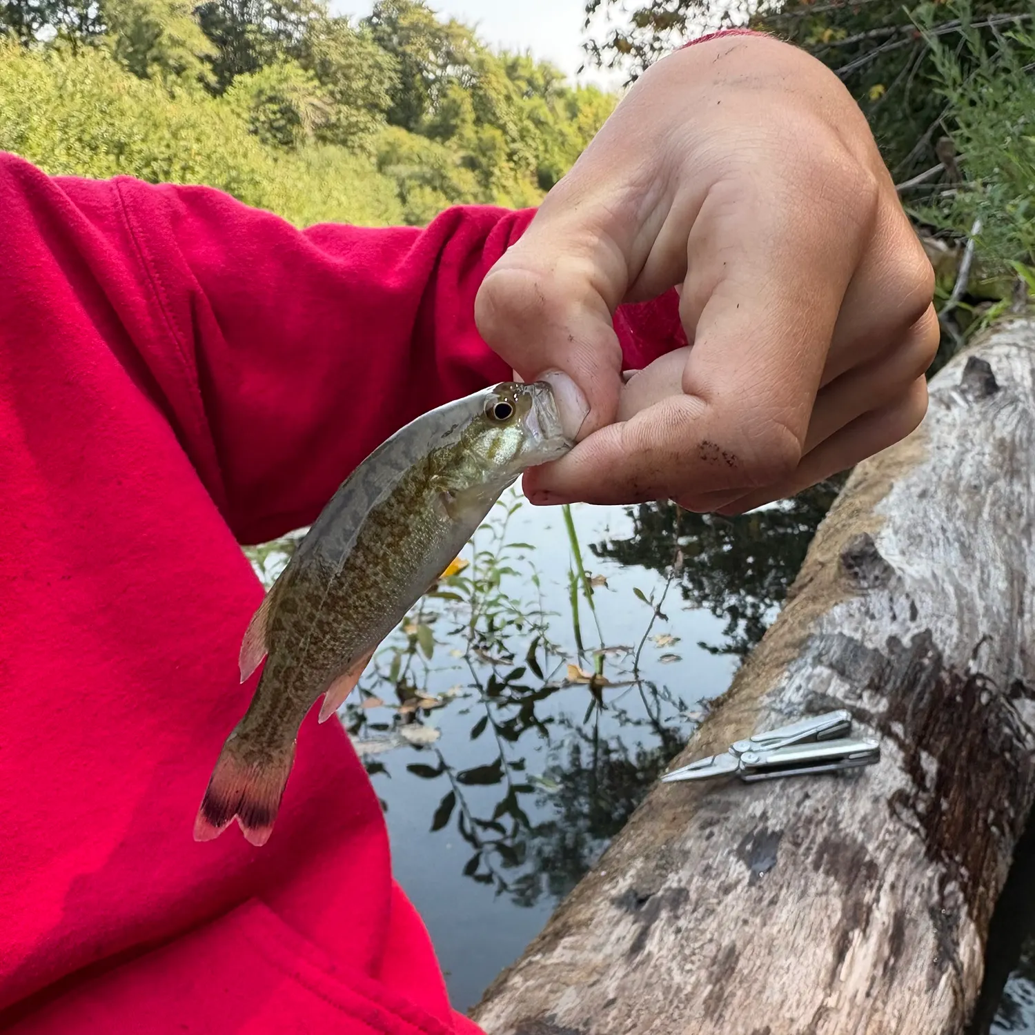 Smallmouth bass caught on Fishbrain