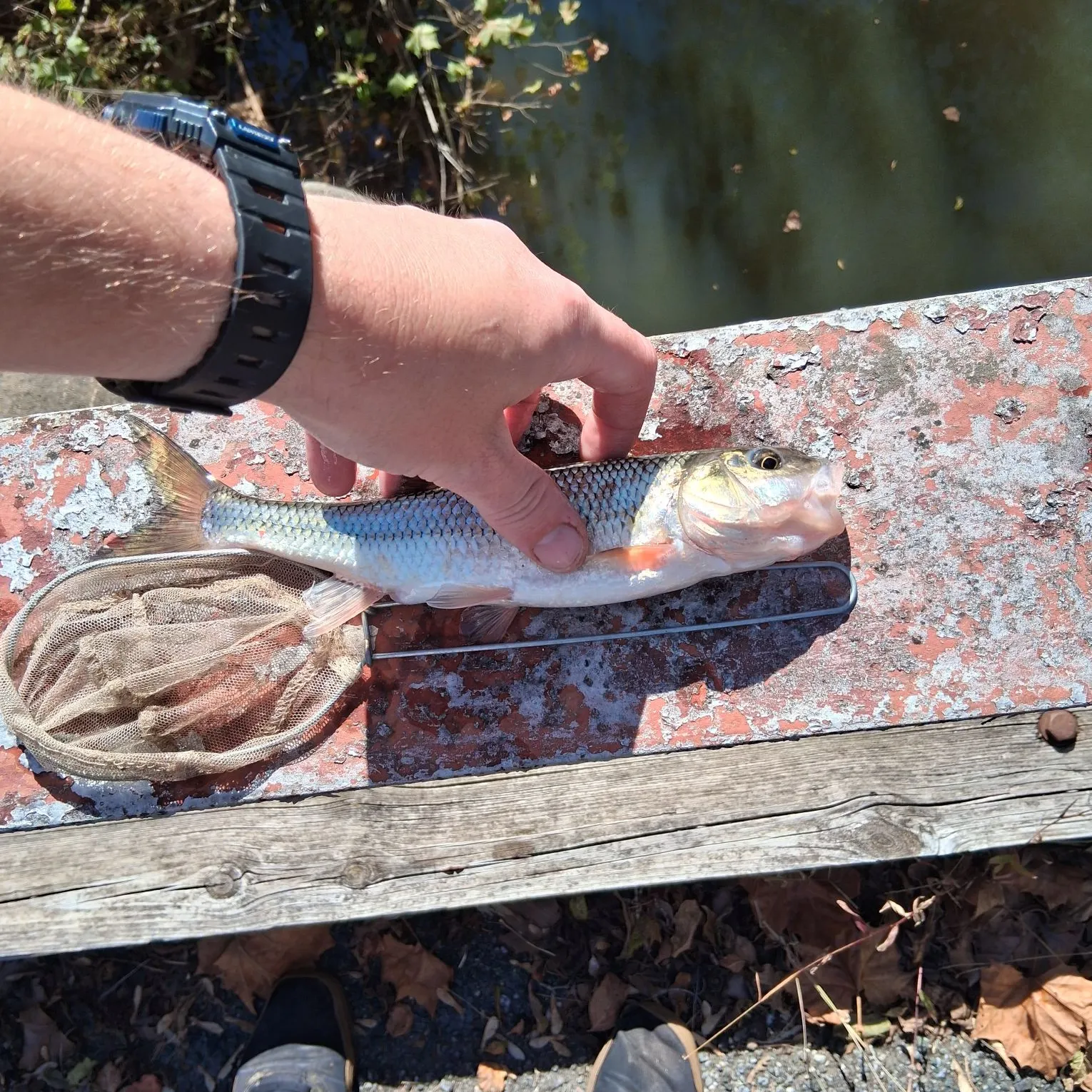 Fallfish caught on Fishbrain