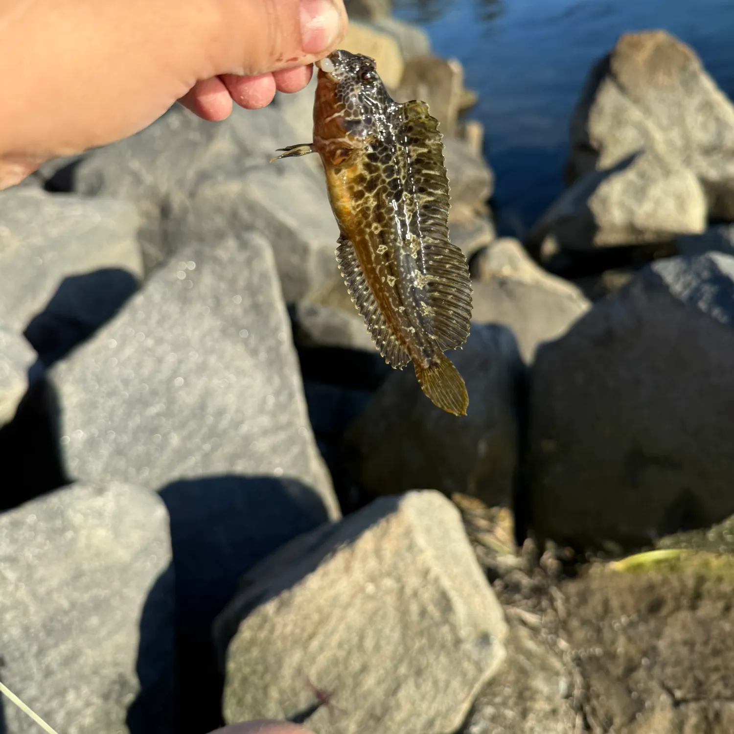 The most recent Largemouth blenny catches on Fishbrain