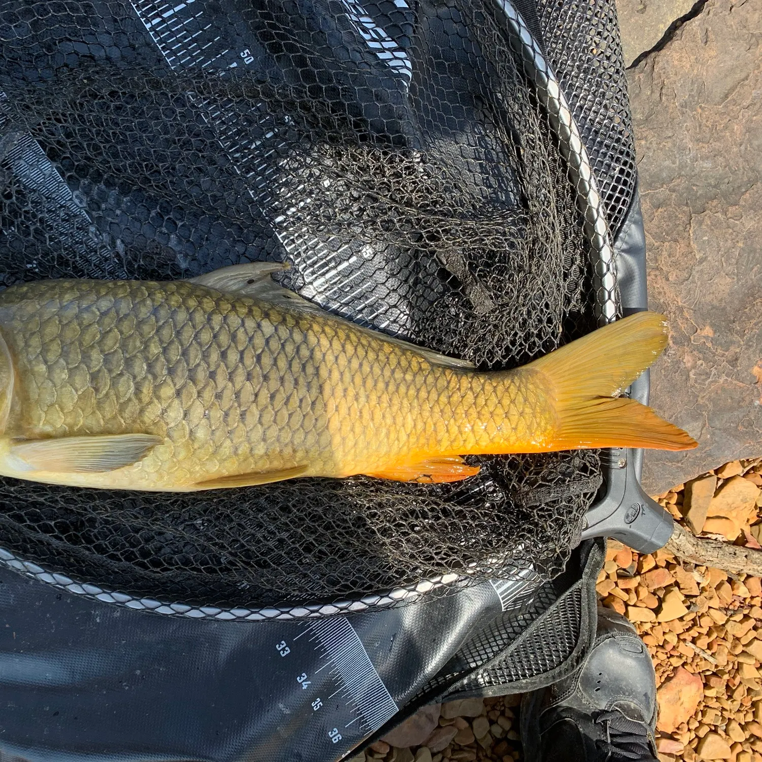 Common carp caught on Fishbrain