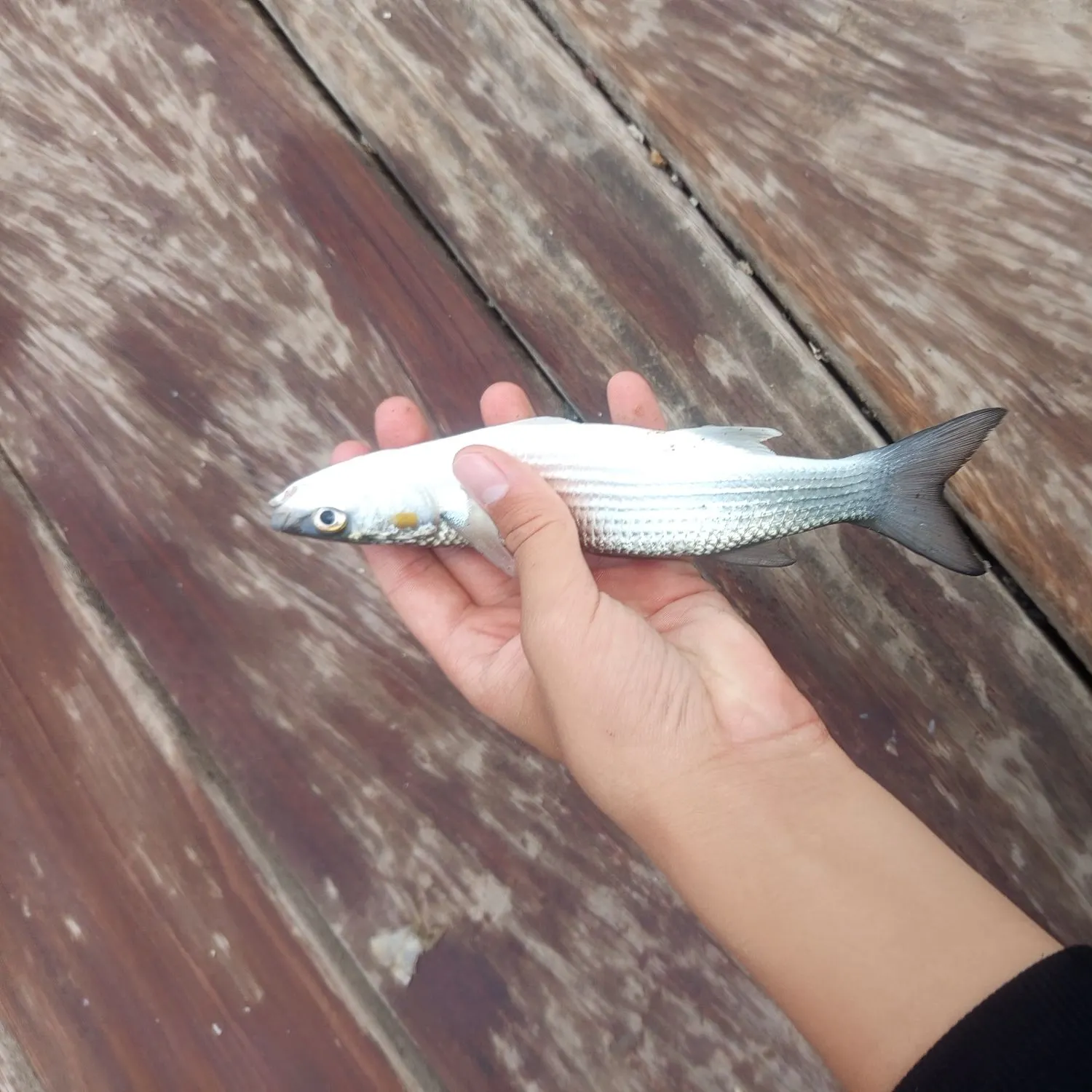 The most recent Thicklip grey mullet catches on Fishbrain