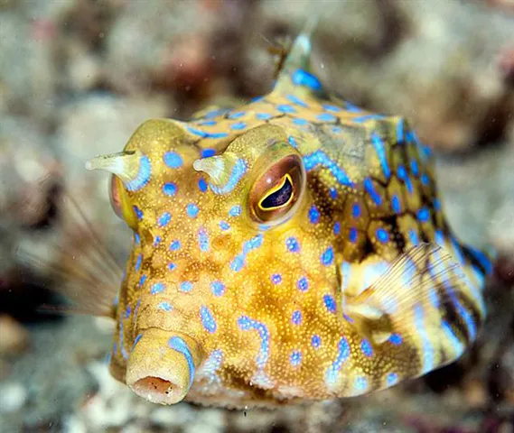 Thornback cowfish