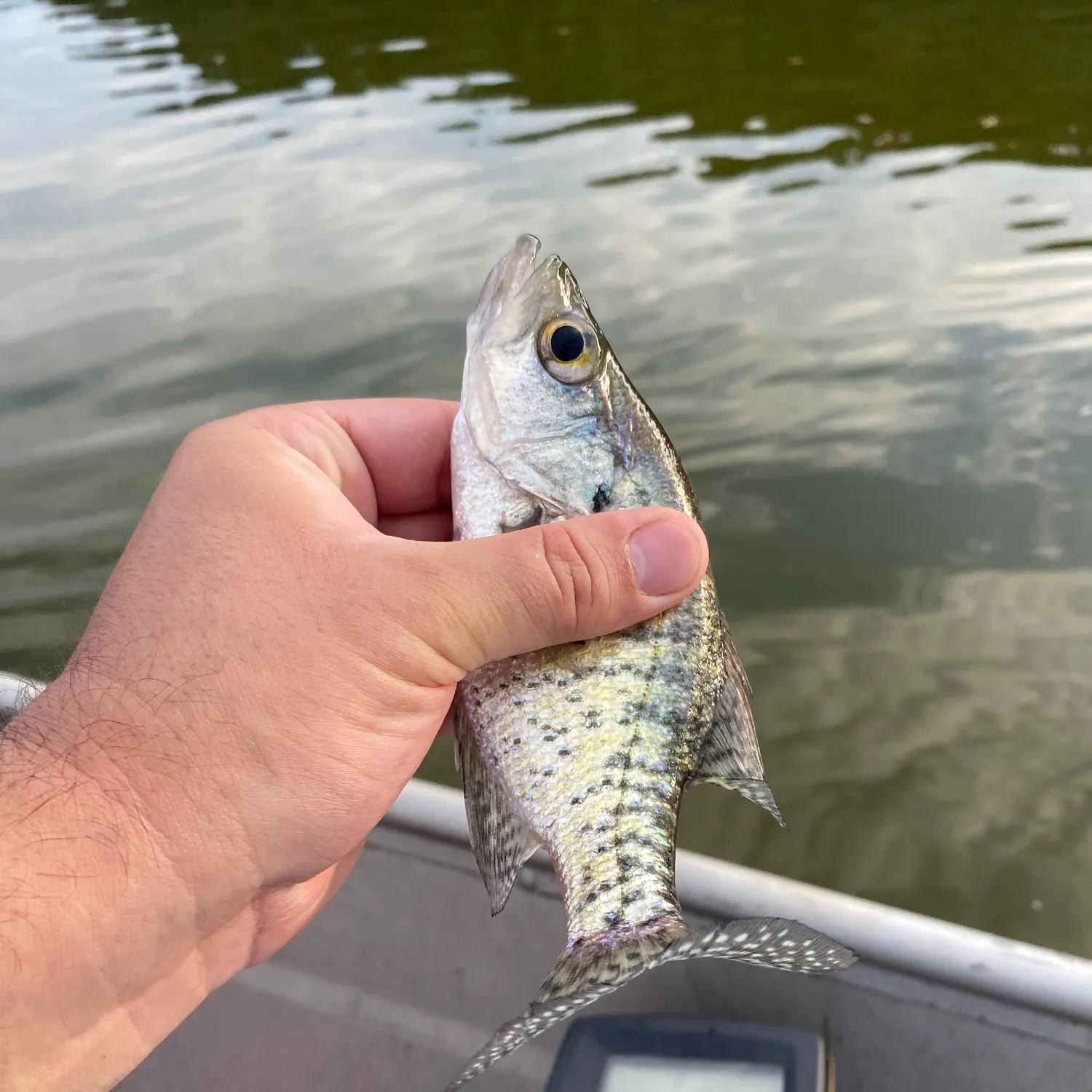 White crappie caught on Fishbrain