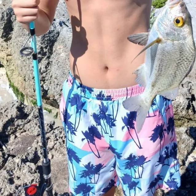 The most recent Black margate catches on Fishbrain