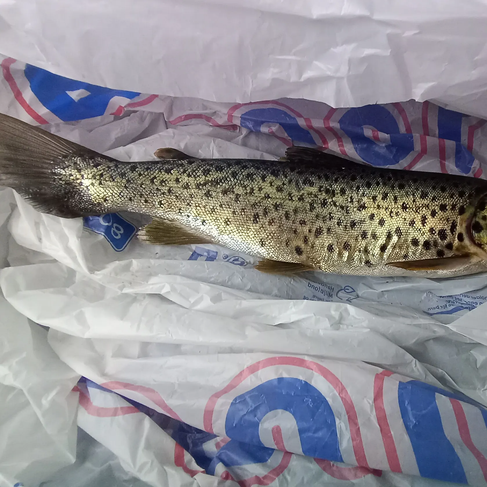 Brown trout caught on Fishbrain