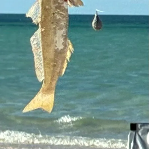 The most recent Sand sillago catches on Fishbrain