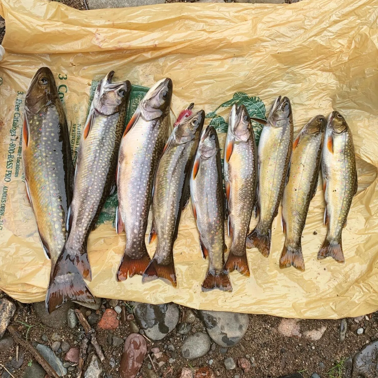 recently logged catches