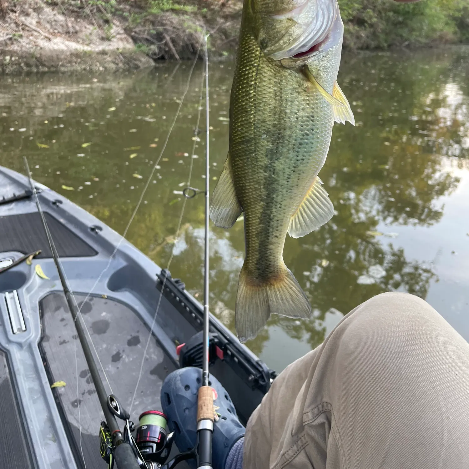 Fish caught on Fishbrain