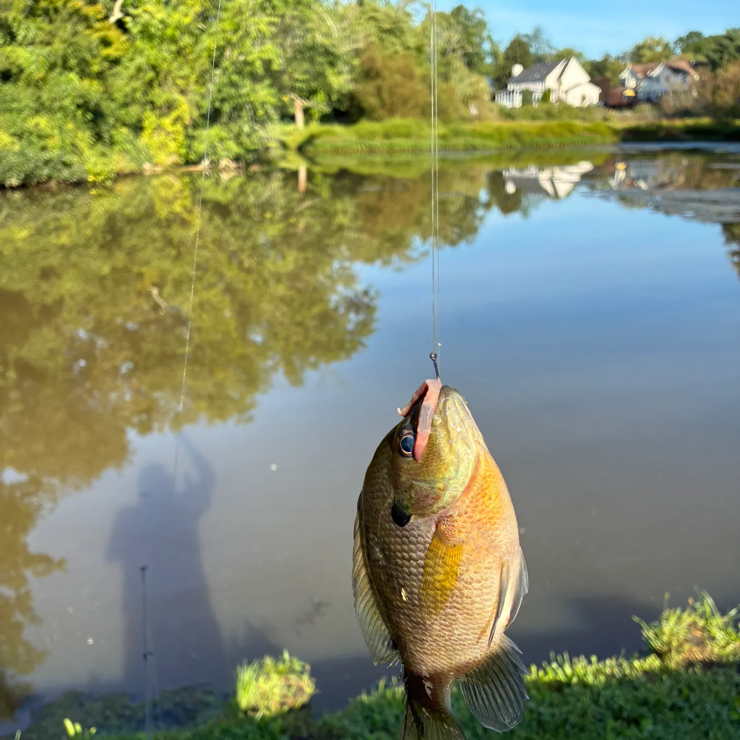 Bluegill caught on Fishbrain