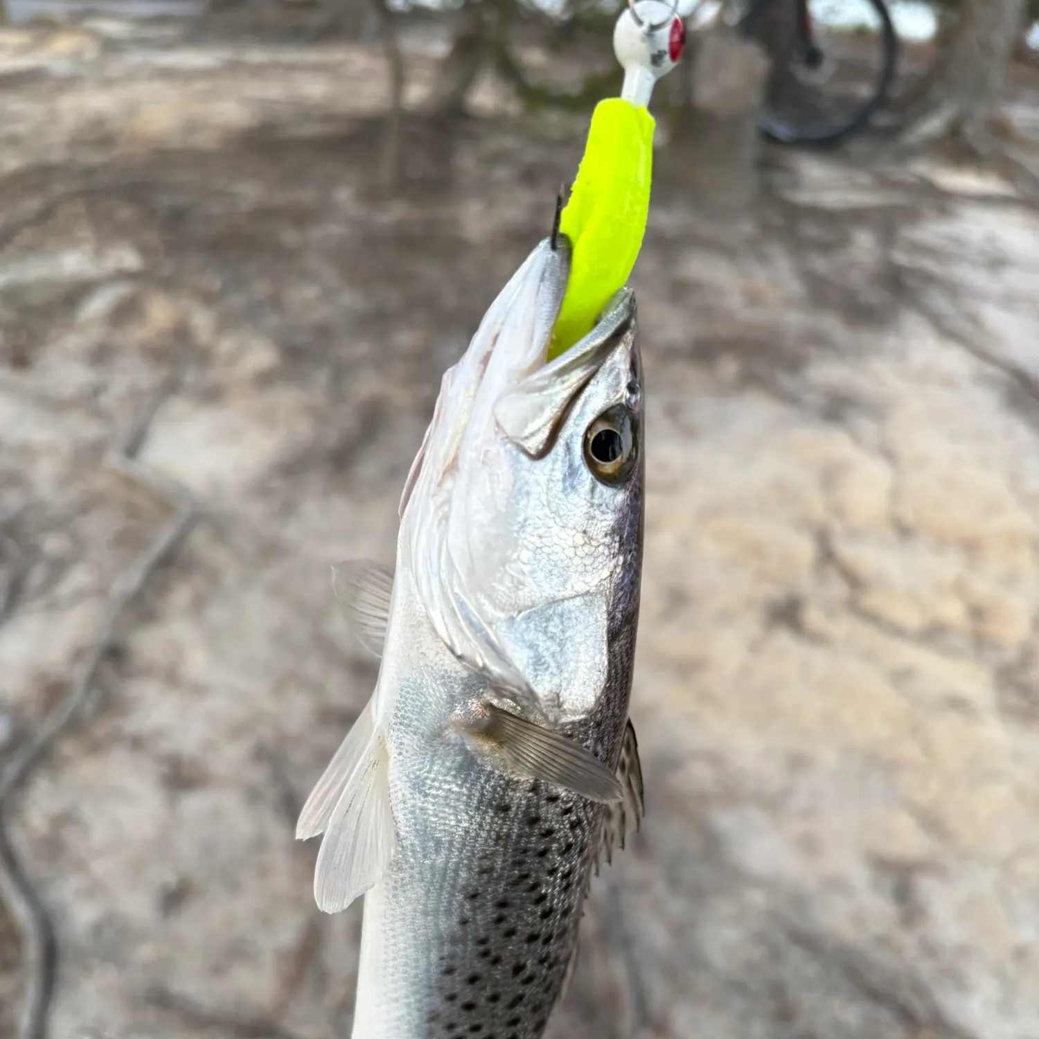 Spotted seatrout caught on Fishbrain