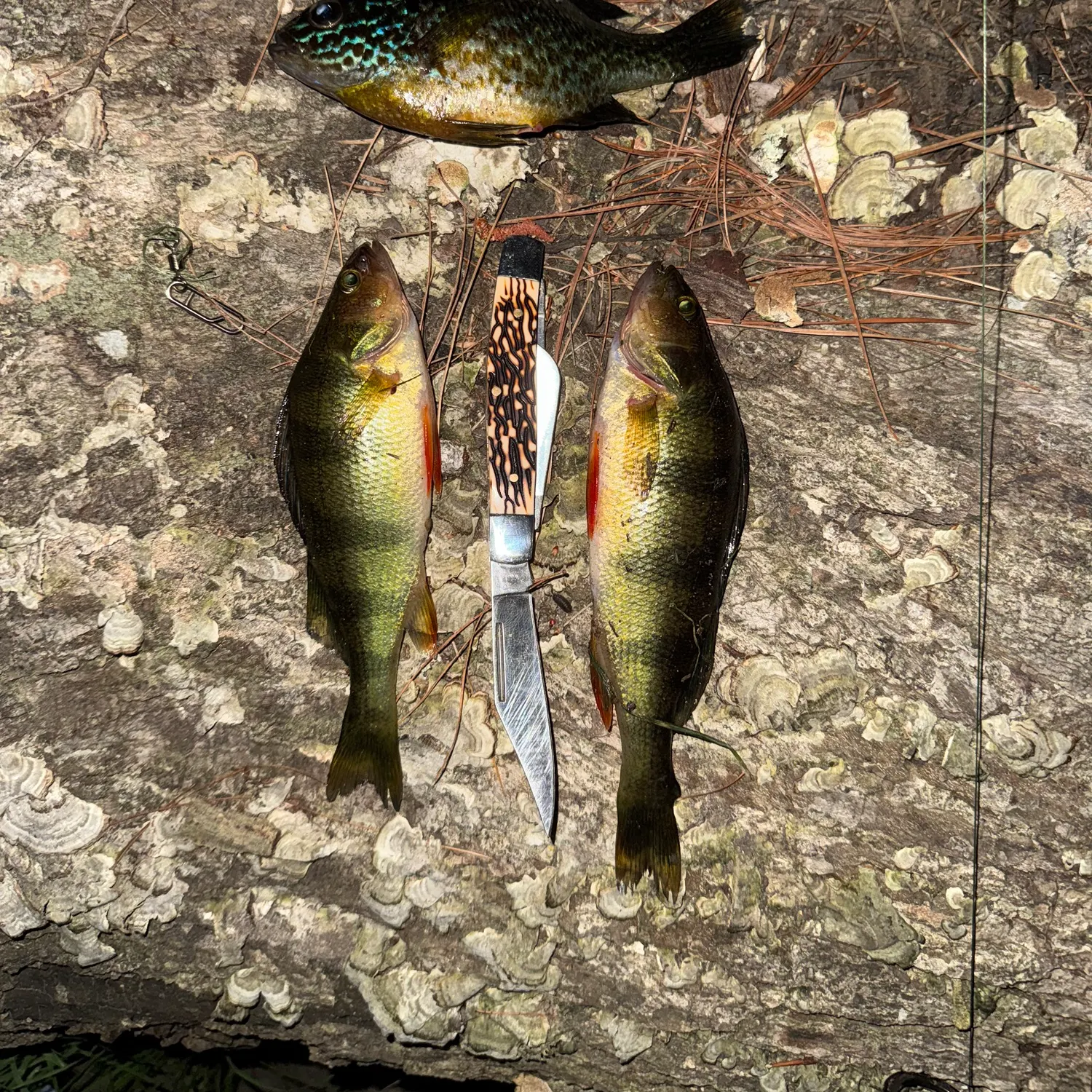 recently logged catches