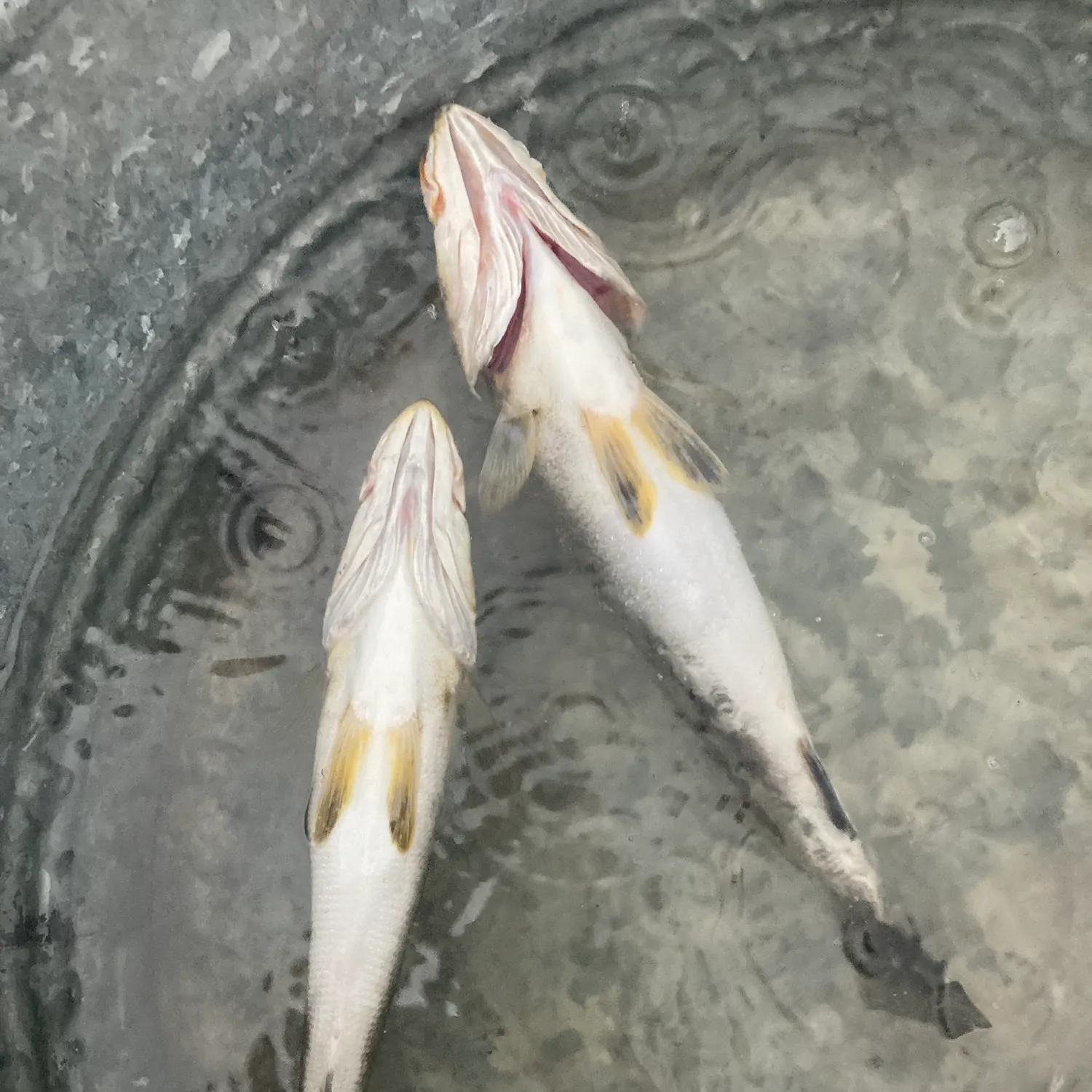 Spotted seatrout caught on Fishbrain