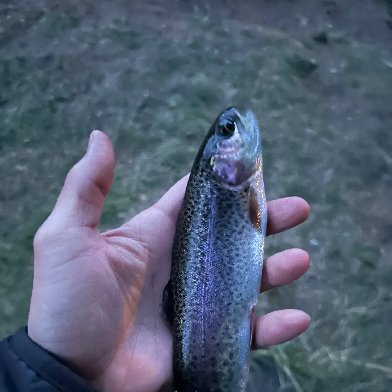 Rainbow trout caught on Fishbrain