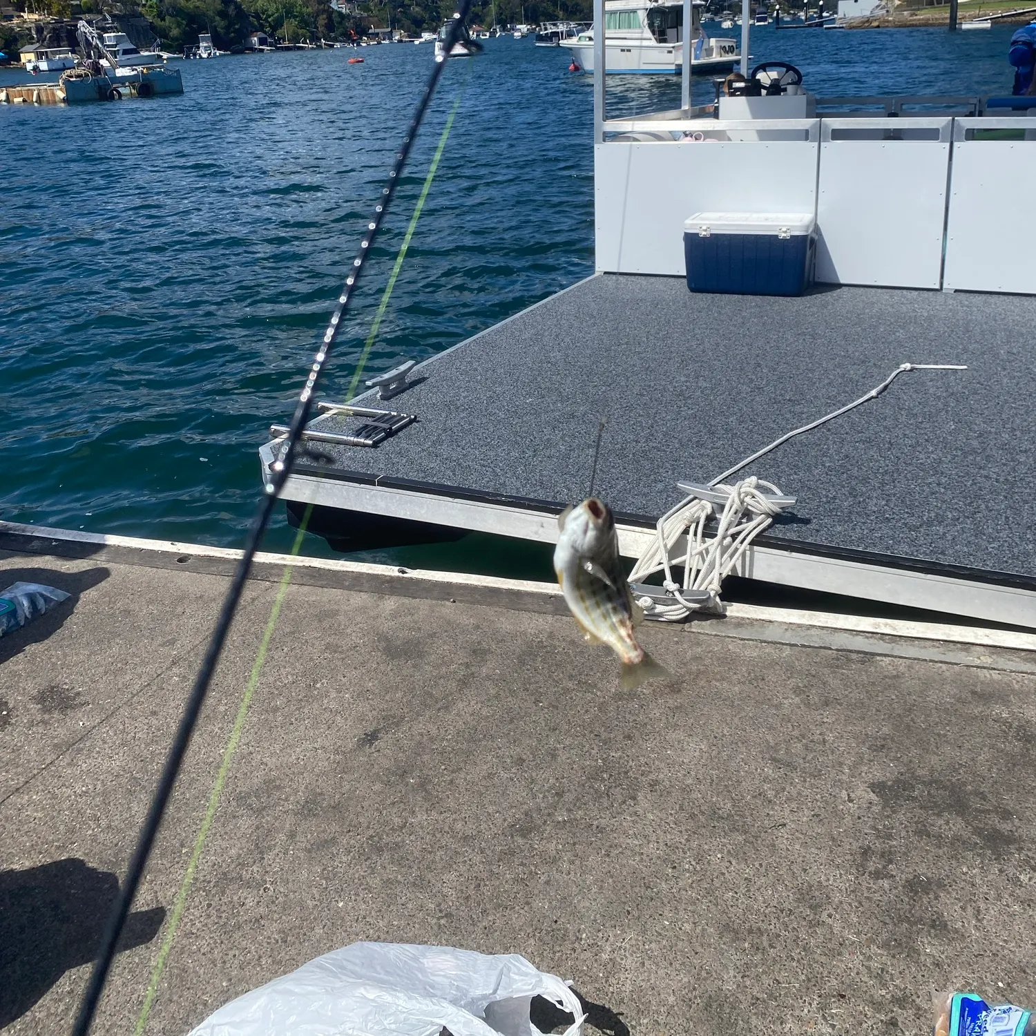 Surf bream caught on Fishbrain