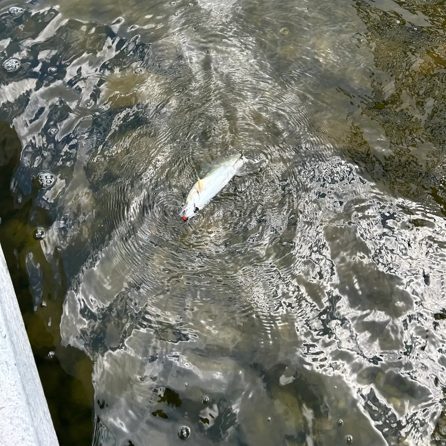 Rainbow trout caught on Fishbrain