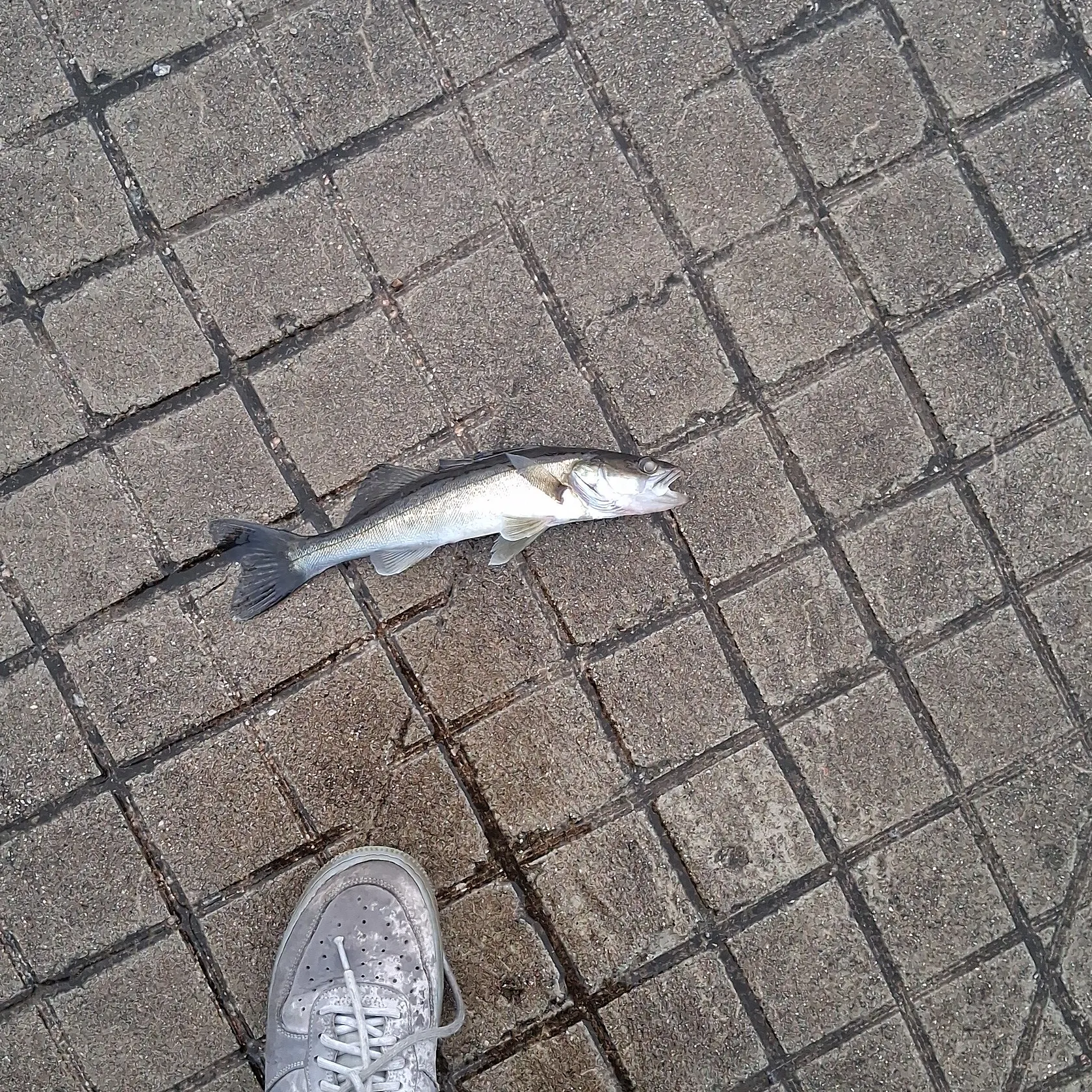 Zander caught on Fishbrain