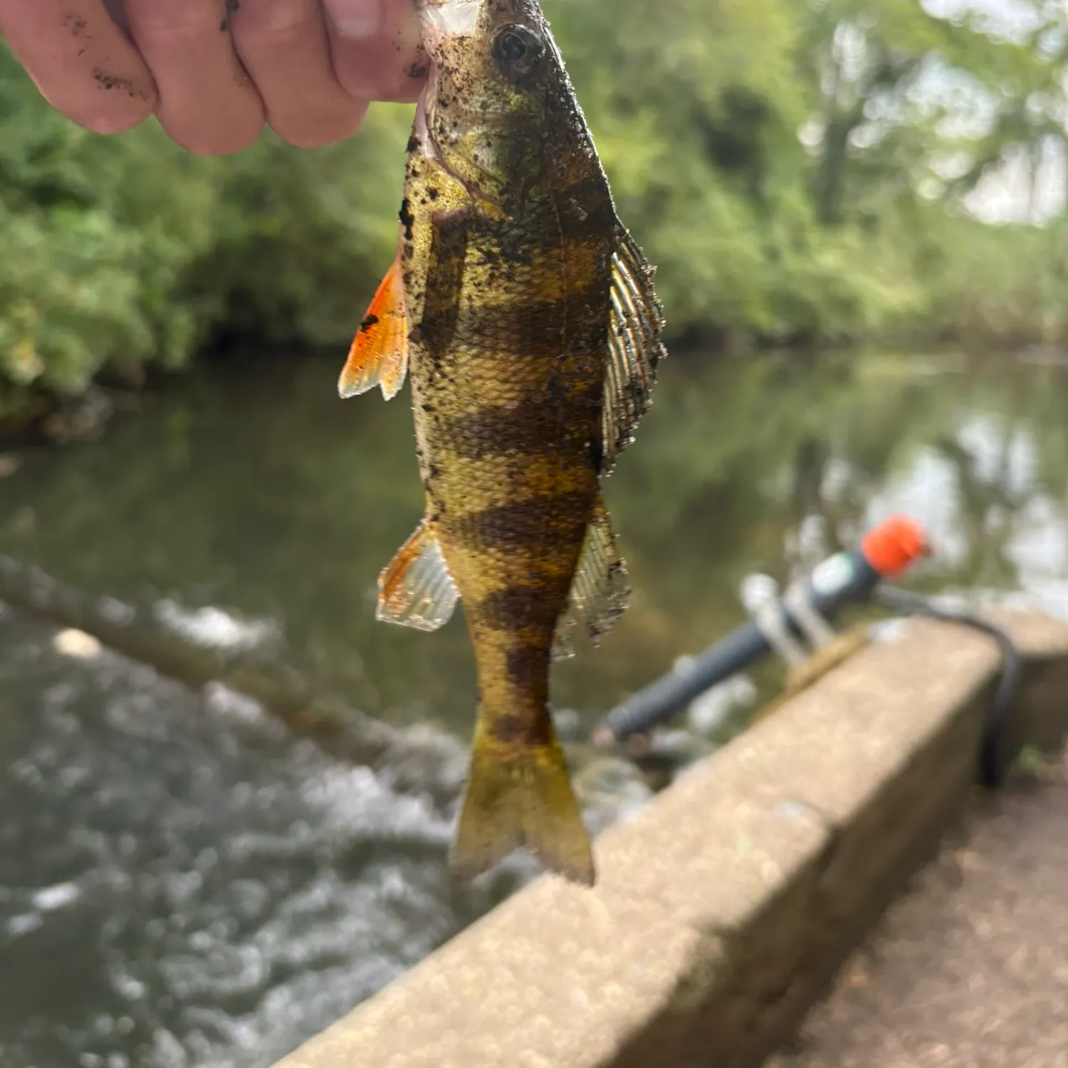 Yellow perch caught on Fishbrain