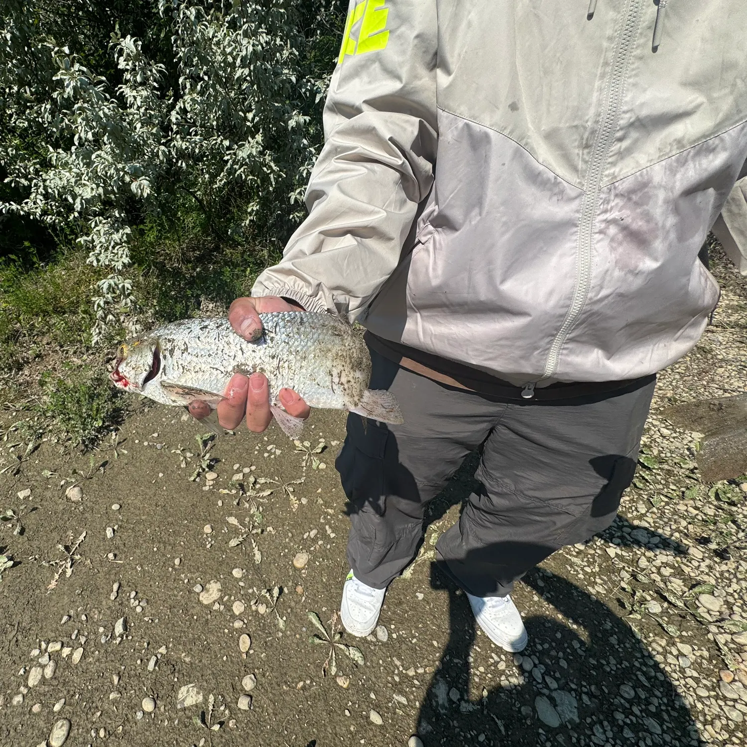 The most recent Goldeye catches on Fishbrain