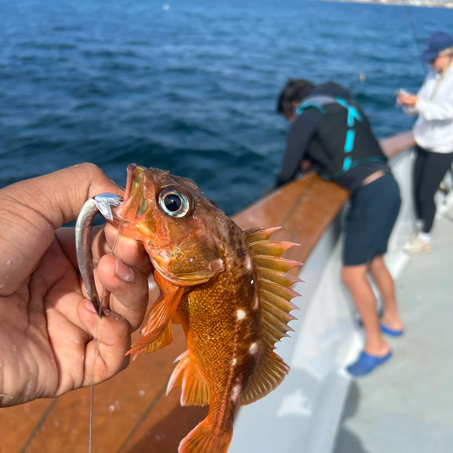 The most recent Rosy rockfish catches on Fishbrain