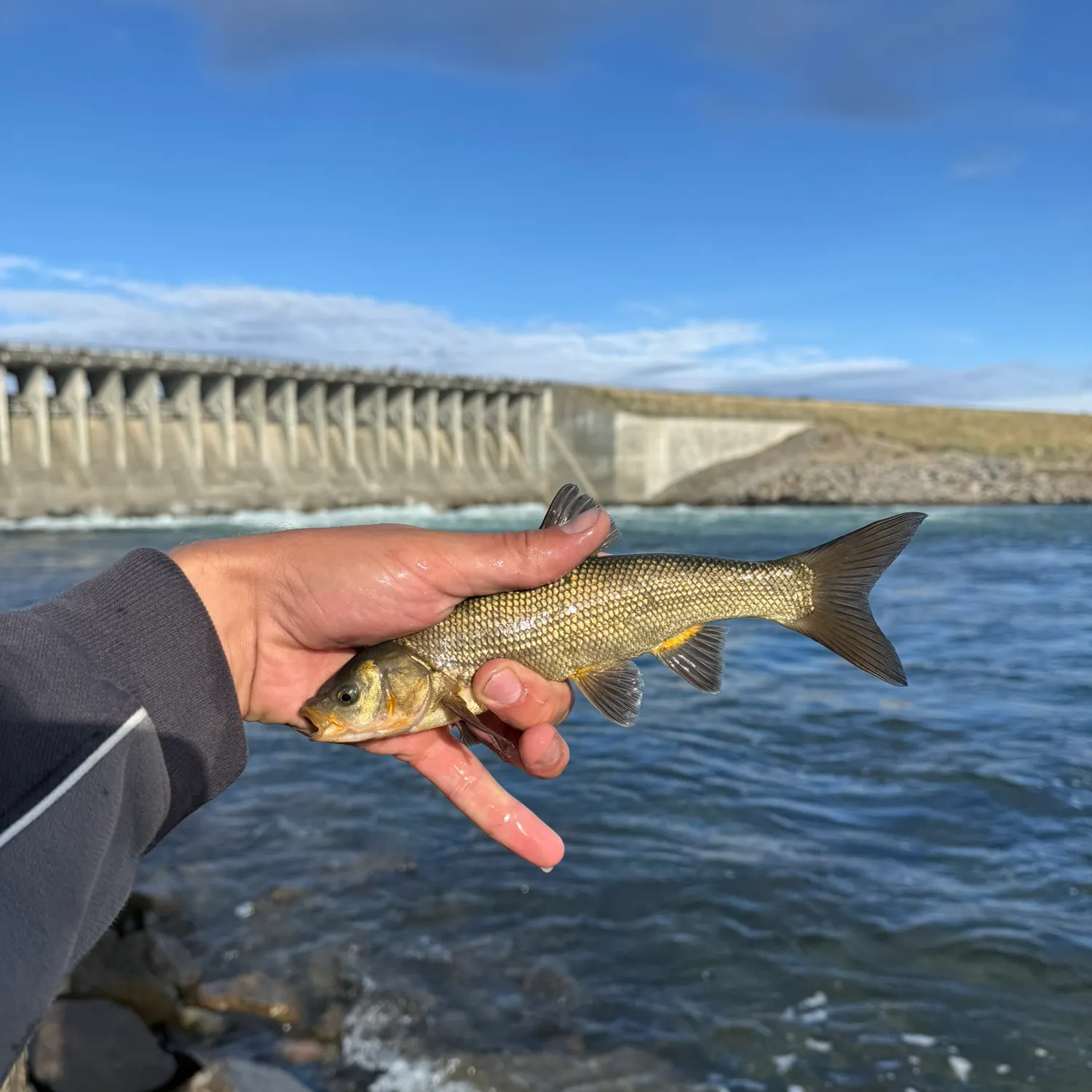 The most recent Utah chub catches on Fishbrain