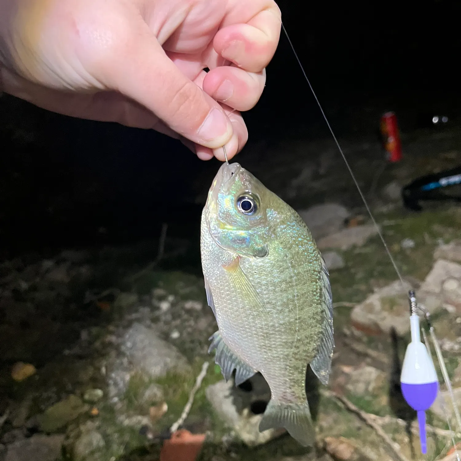 Bluegill caught on Fishbrain