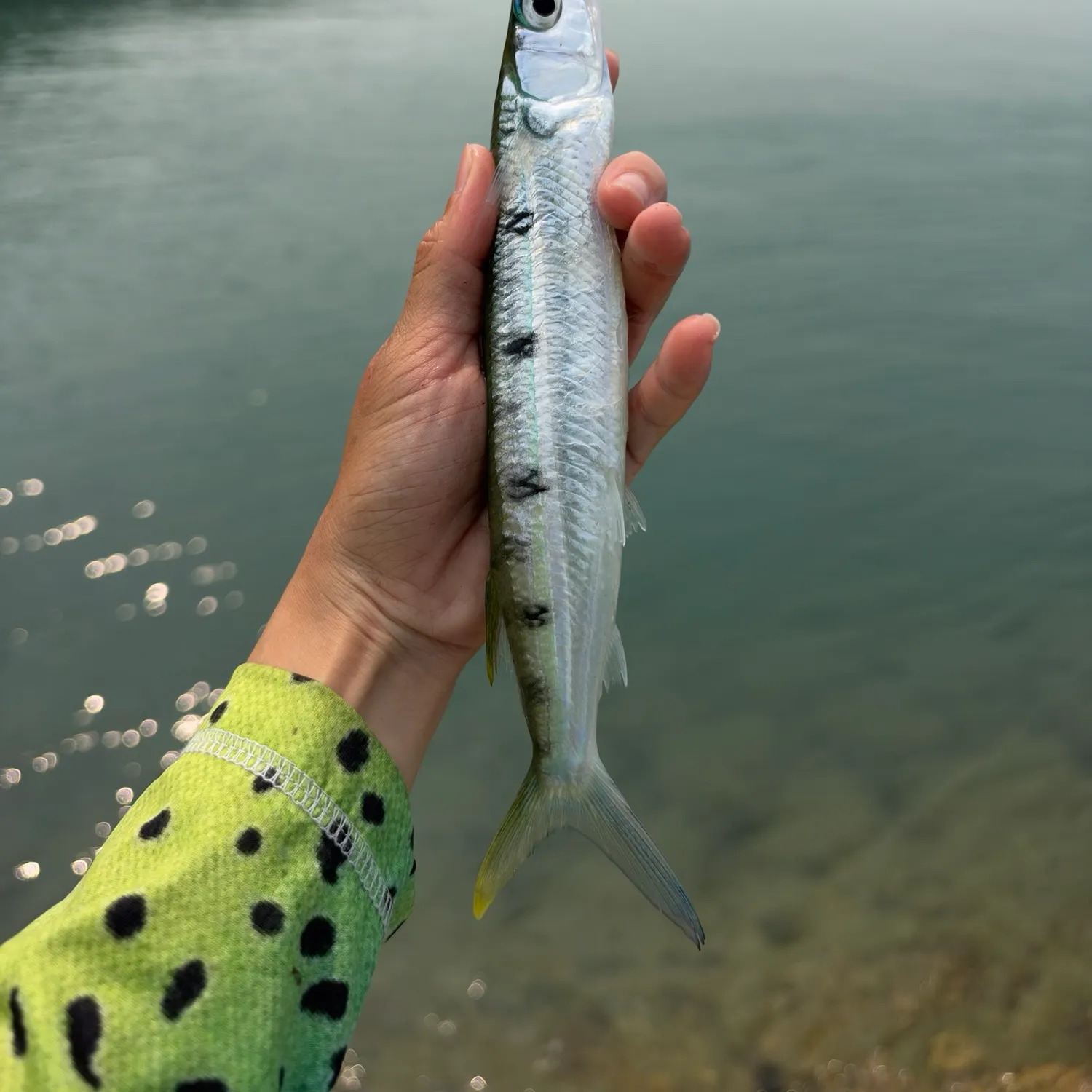 Blackbarred halfbeak caught on Fishbrain