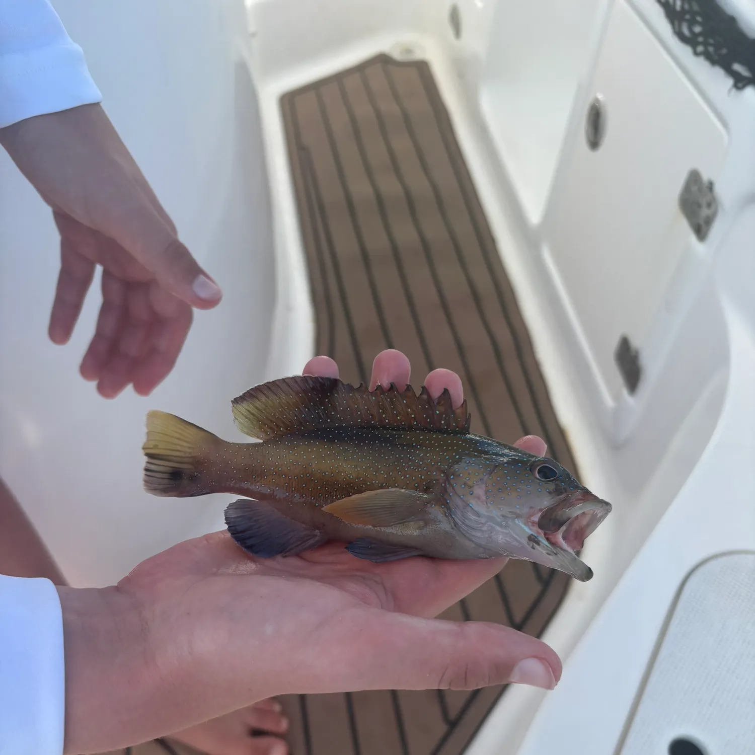 The most recent Coney grouper catches on Fishbrain