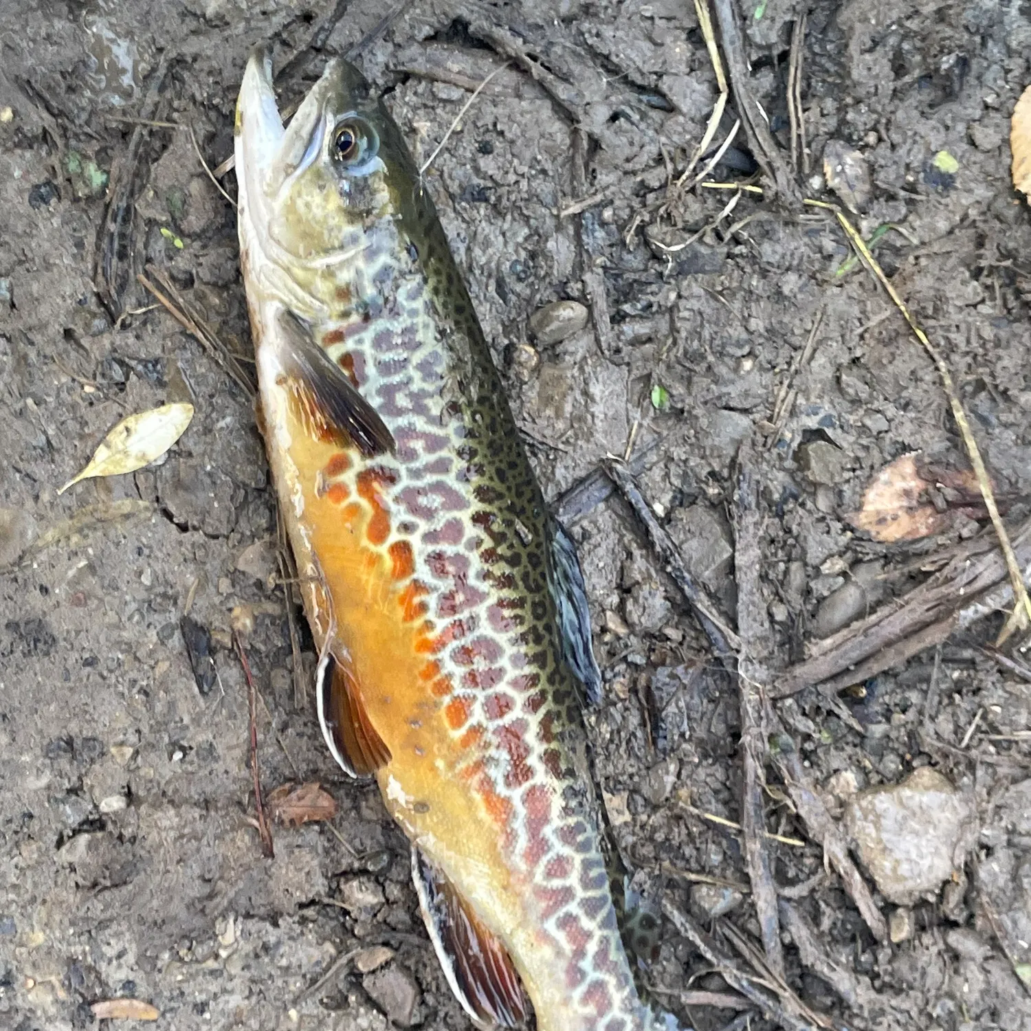 The most recent Tiger trout catches on Fishbrain