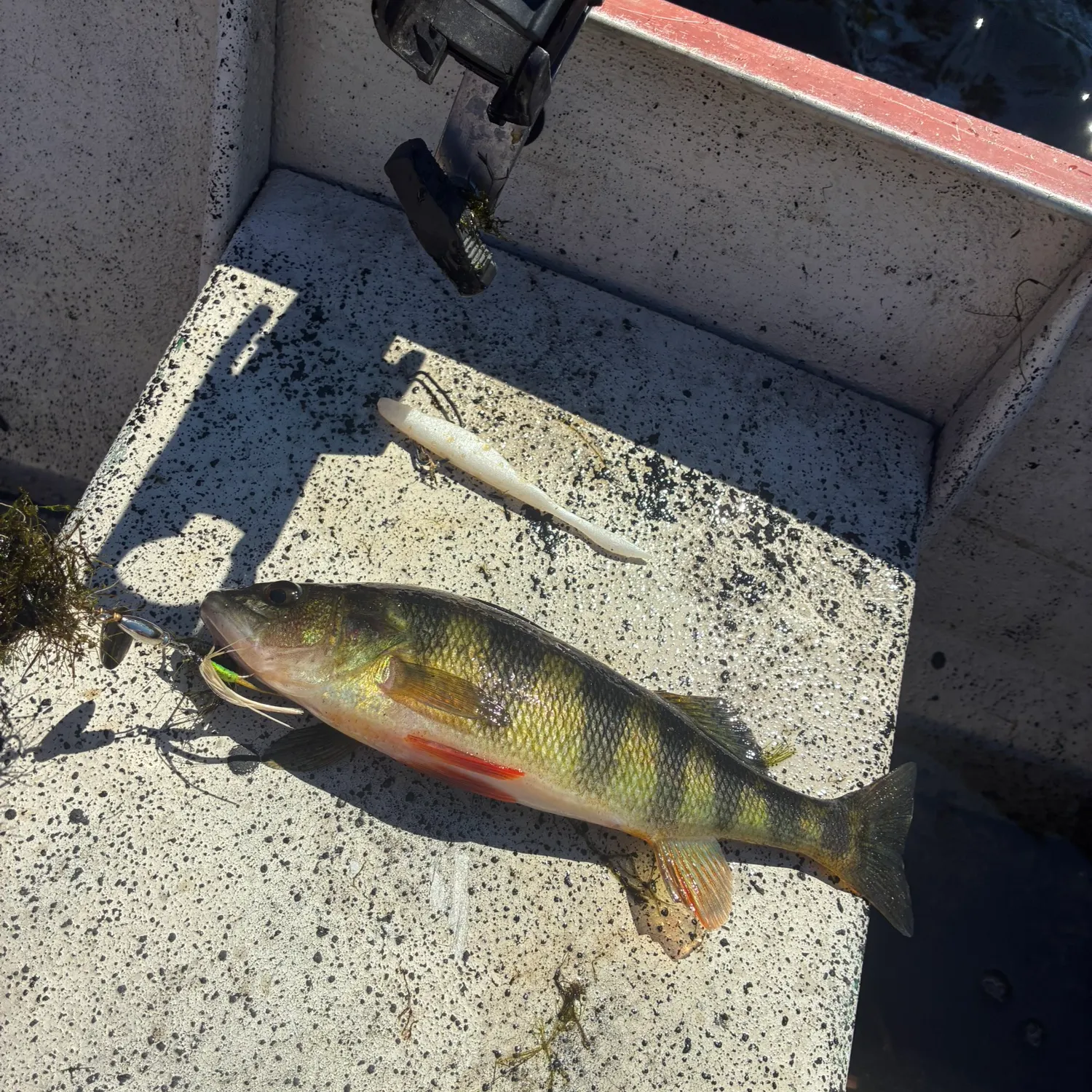 Yellow perch caught on Fishbrain