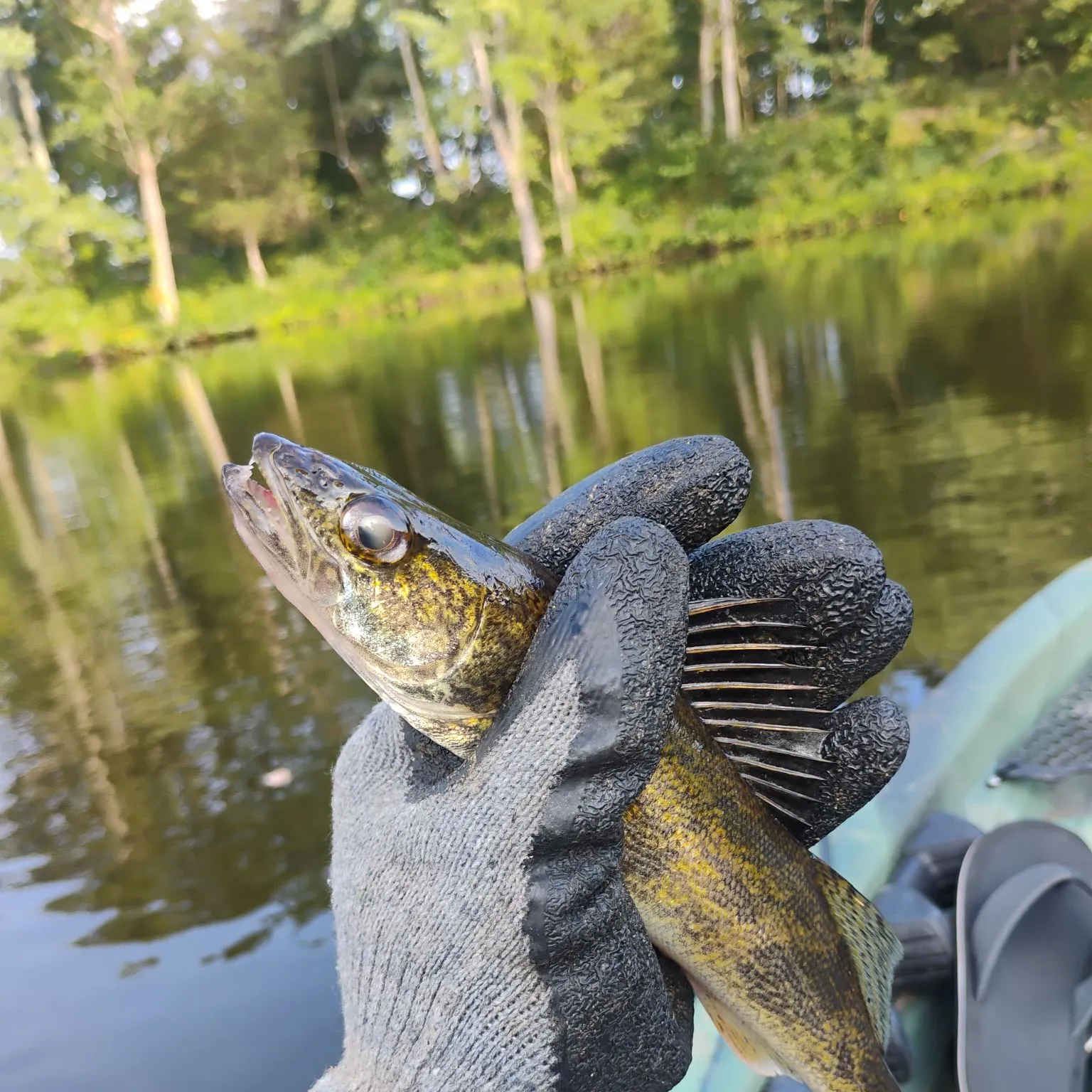 The most recent Sauger catches on Fishbrain