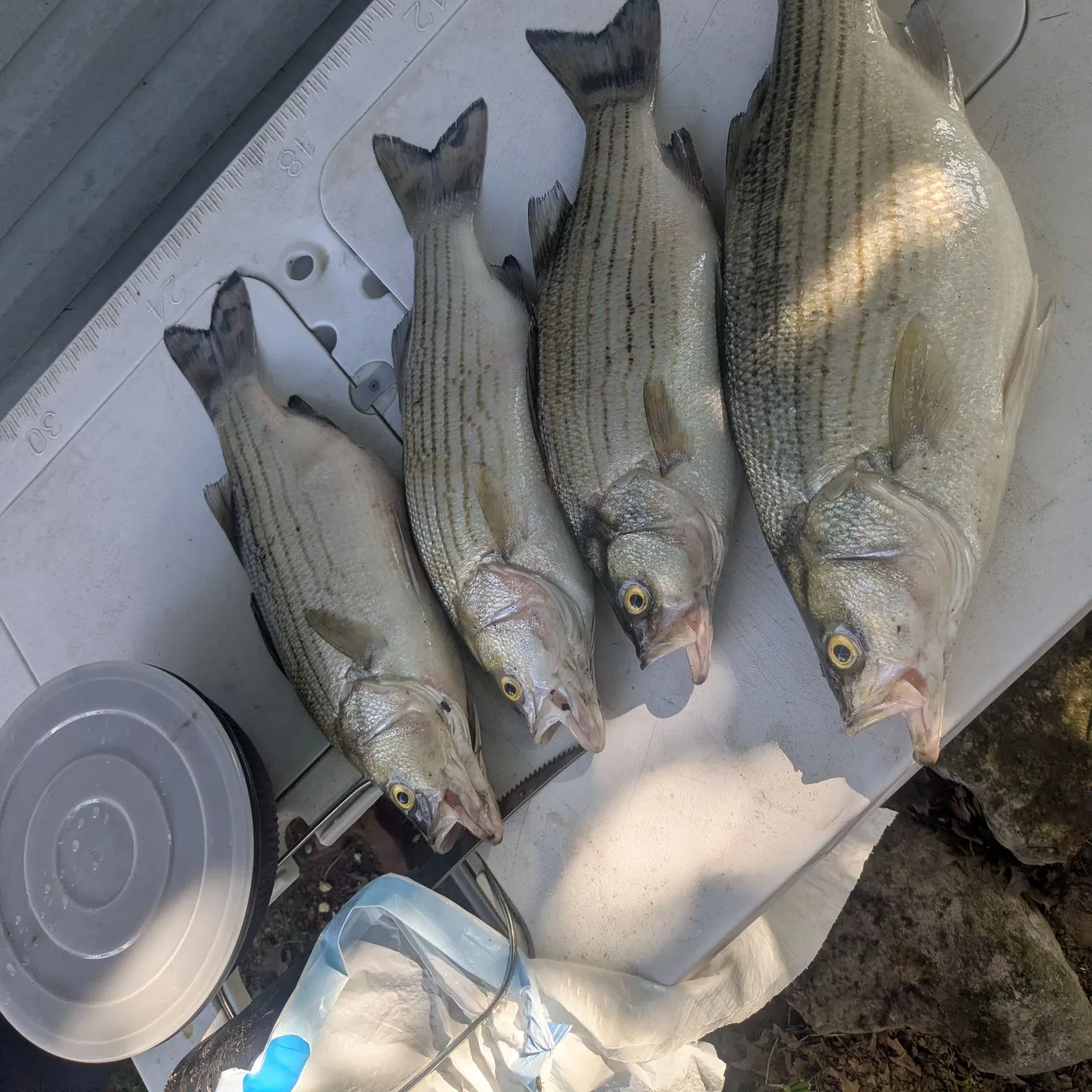 recently logged catches