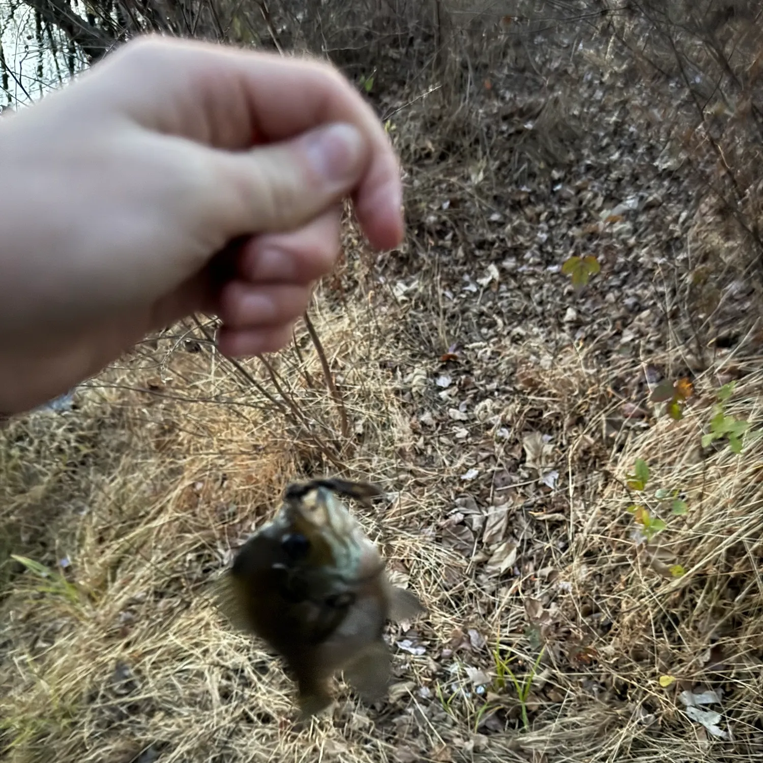 catch