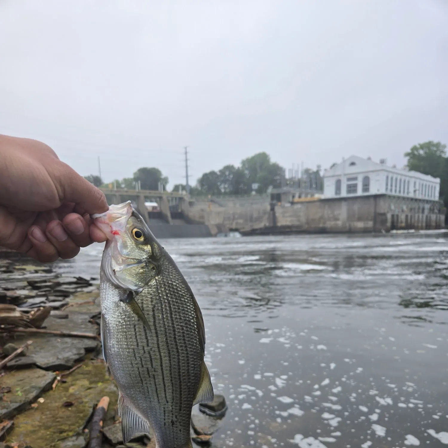 White bass caught on Fishbrain
