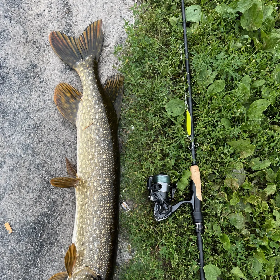 Northern pike caught on Fishbrain