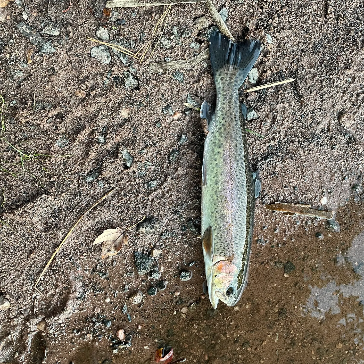 Rainbow trout caught on Fishbrain