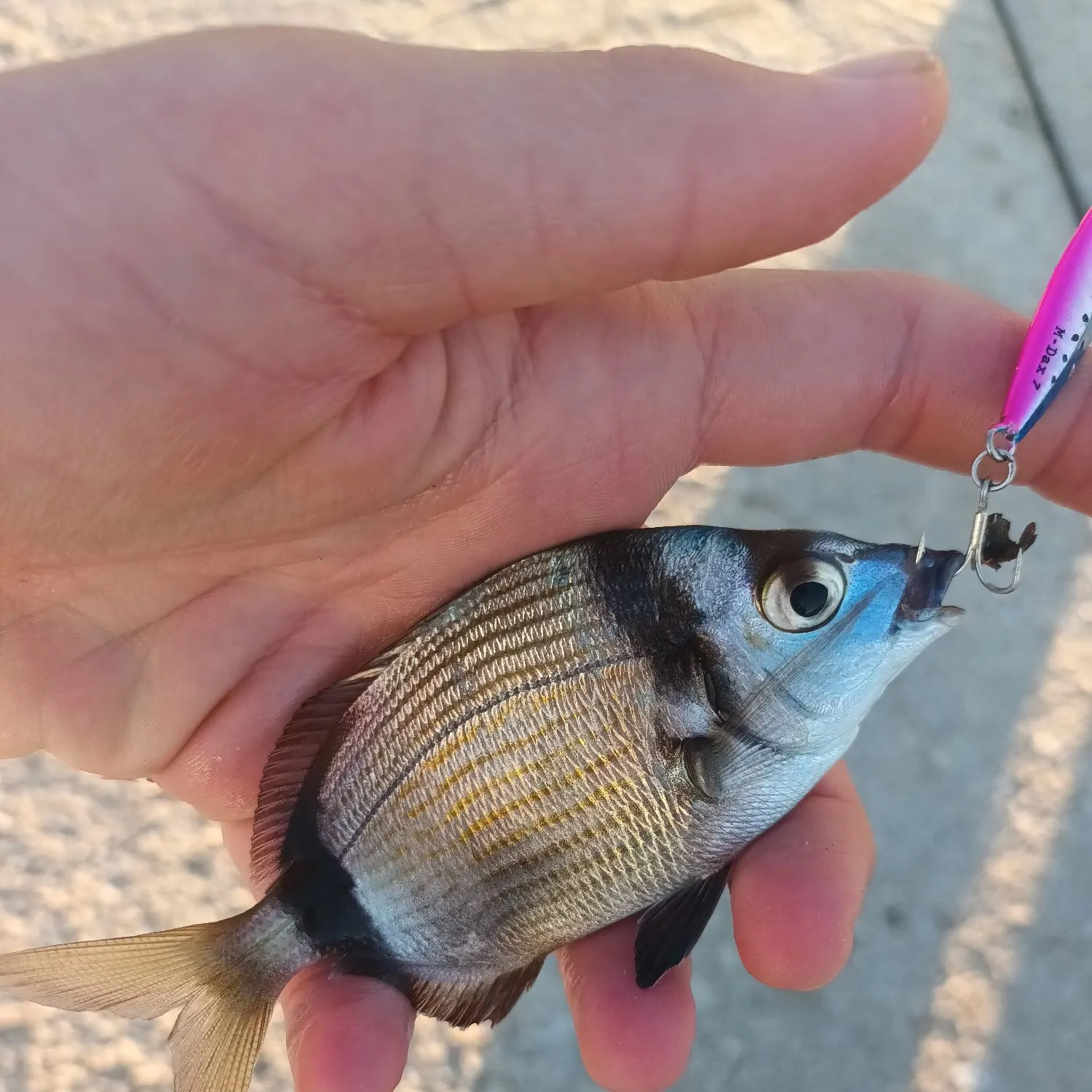 The most popular recent Common two-banded seabream catch on Fishbrain