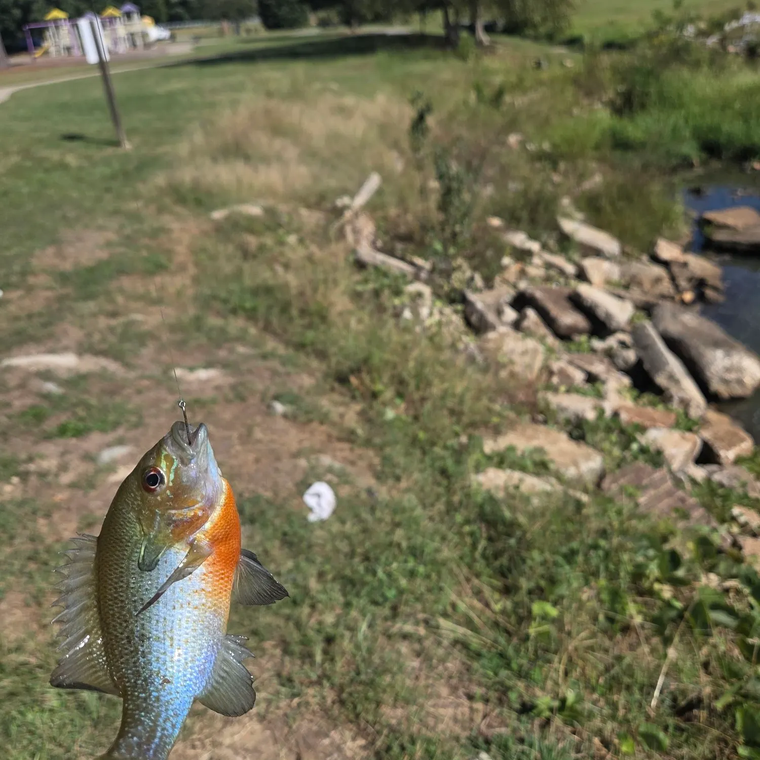 Redbreast sunfish caught on Fishbrain