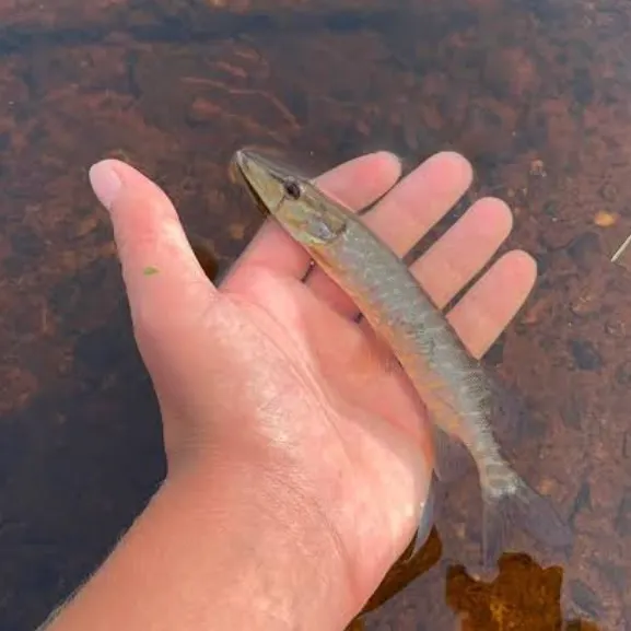 Northern pike caught on Fishbrain