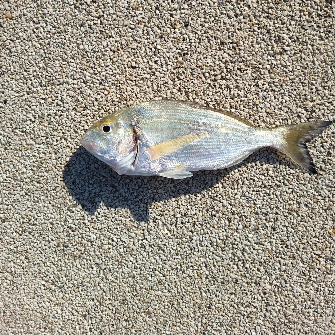The most recent Gilthead seabream catches on Fishbrain