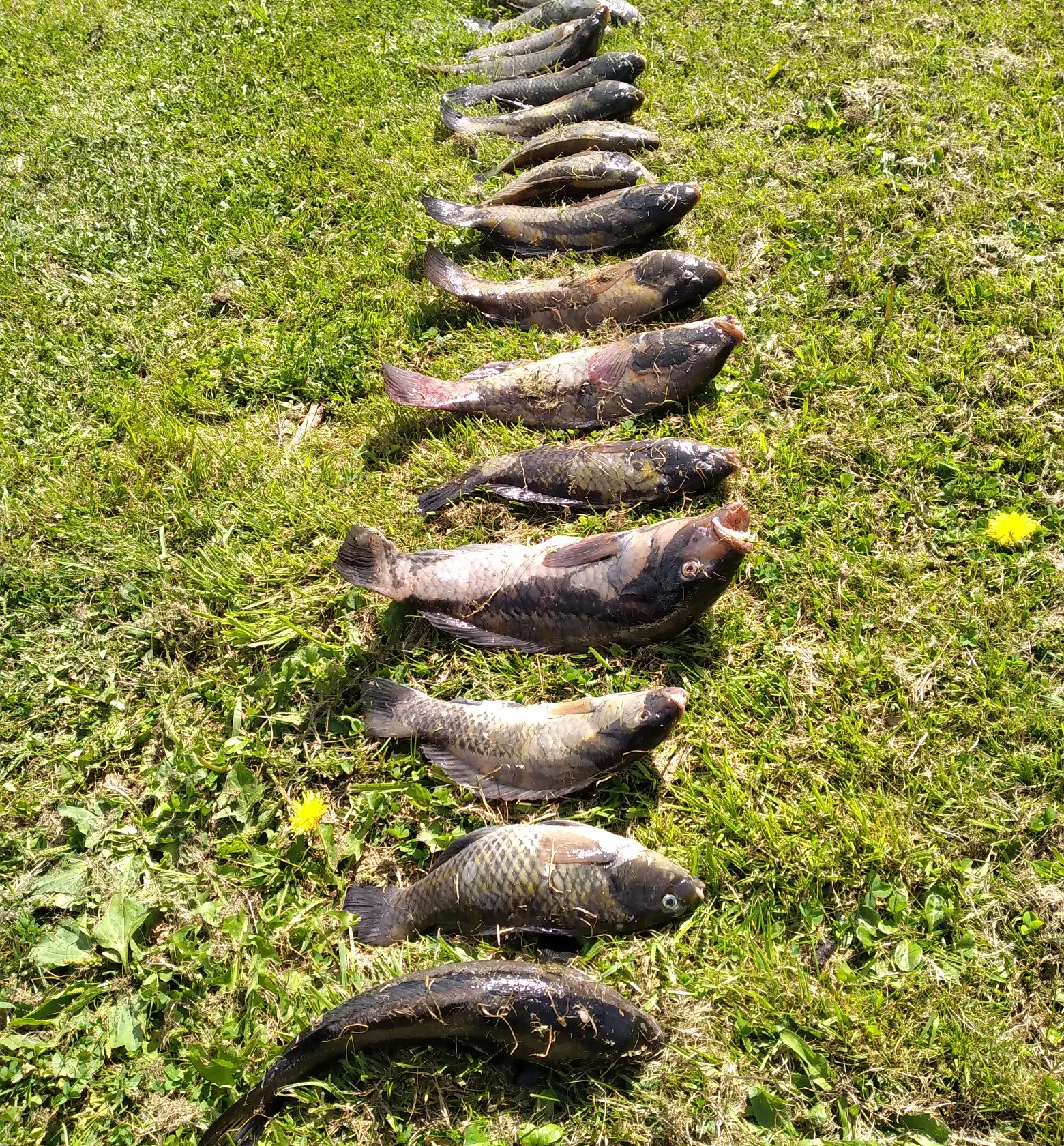 recently logged catches