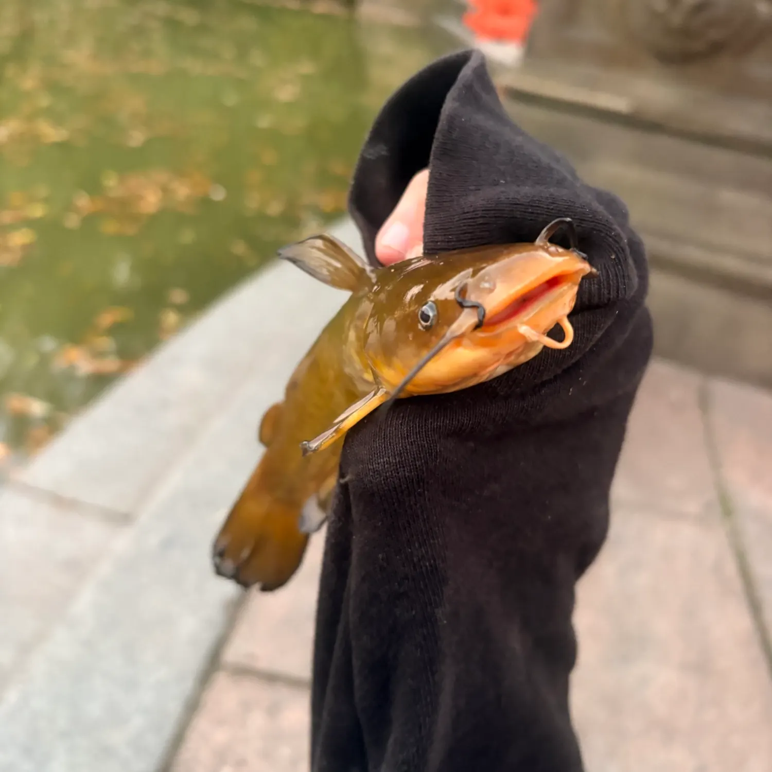 catch