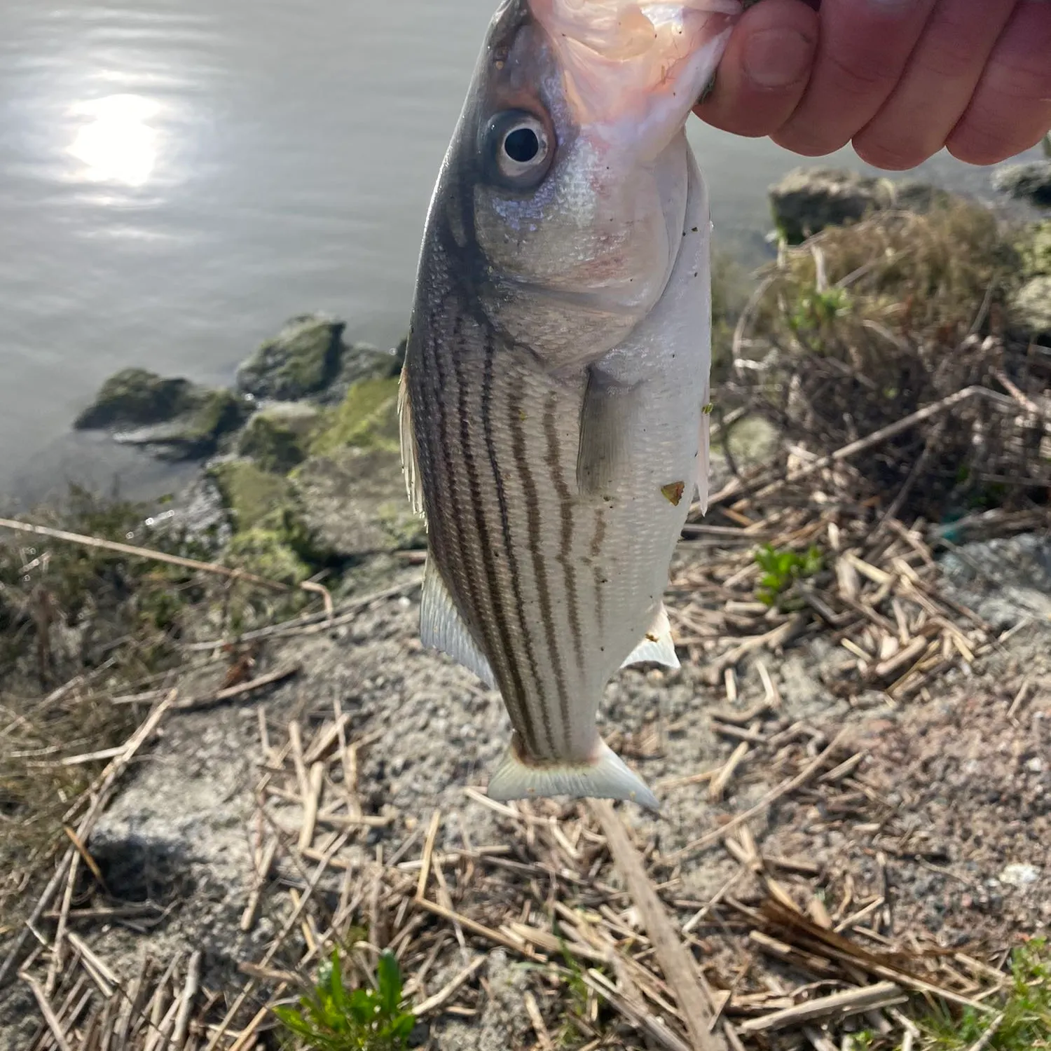 angler catch