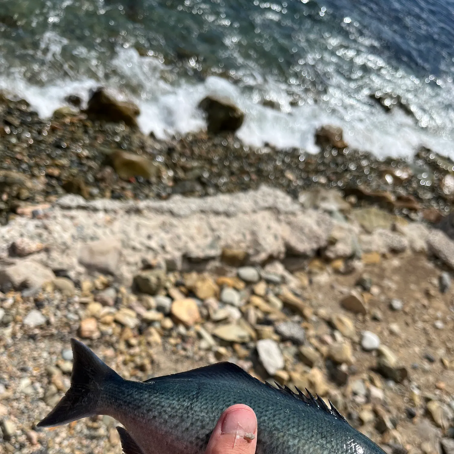 The most recent Halfmoon catches on Fishbrain