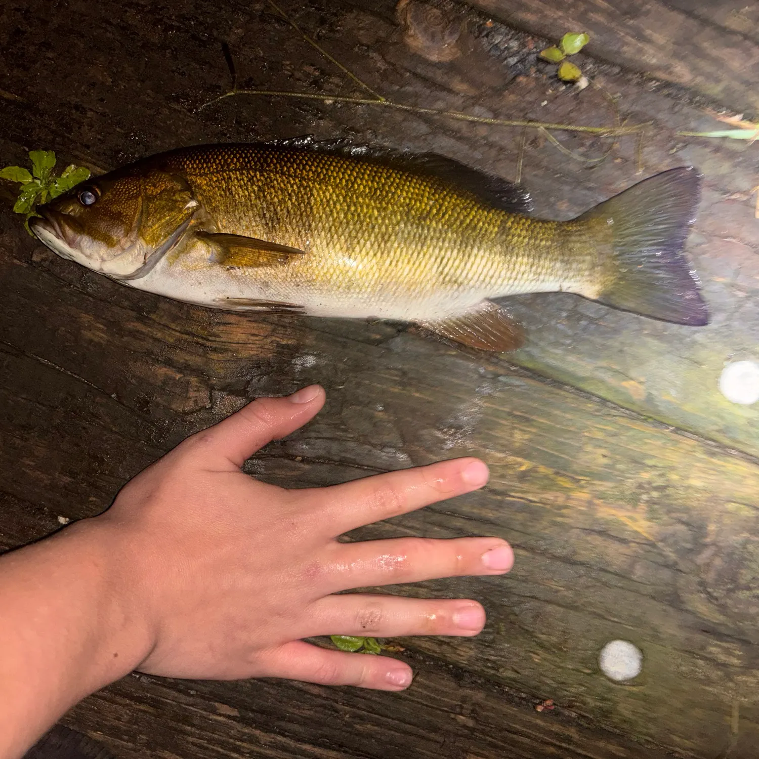Smallmouth bass caught on Fishbrain